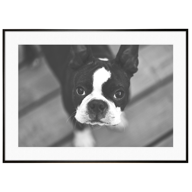 動物写真 犬 ボストンテリア インテリア モノクロアートポスター額装 AS1150