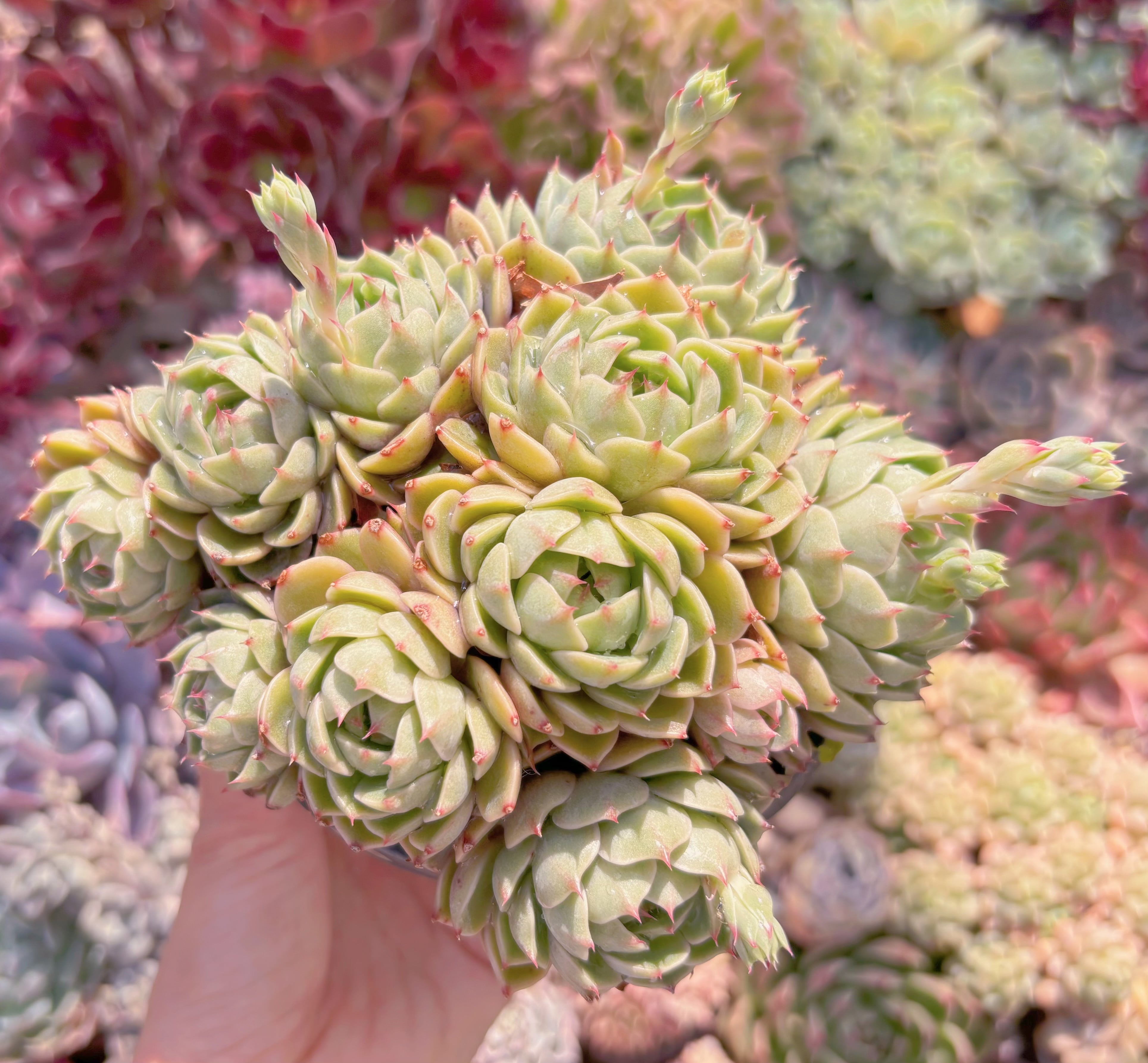 現品　ベンバディス#558　特大群生　新入荷　るる農園