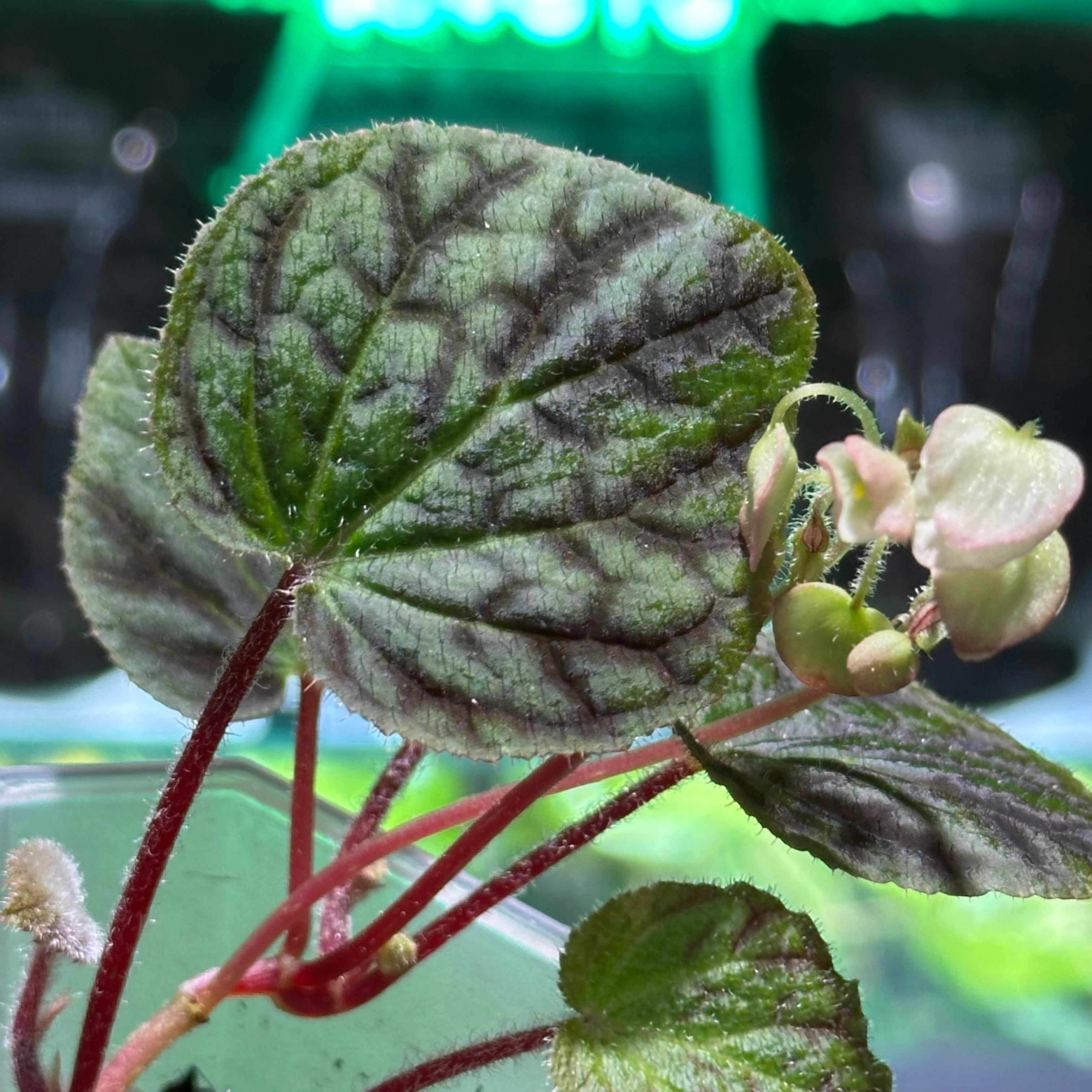 Begonia murina | ベゴニア専門 オンラインショップ