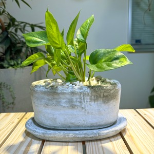 ポトス・グローバルグリーン