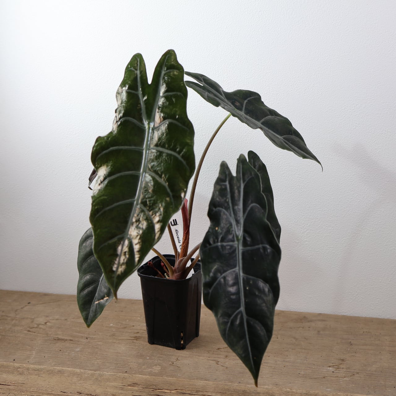 805『urban jungle アロカシア シャントリエリ』観葉植物 一点もの