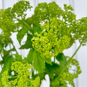 【季節のお宝商品　即出荷】　ビバーナム　スノーボール　2hd　5本