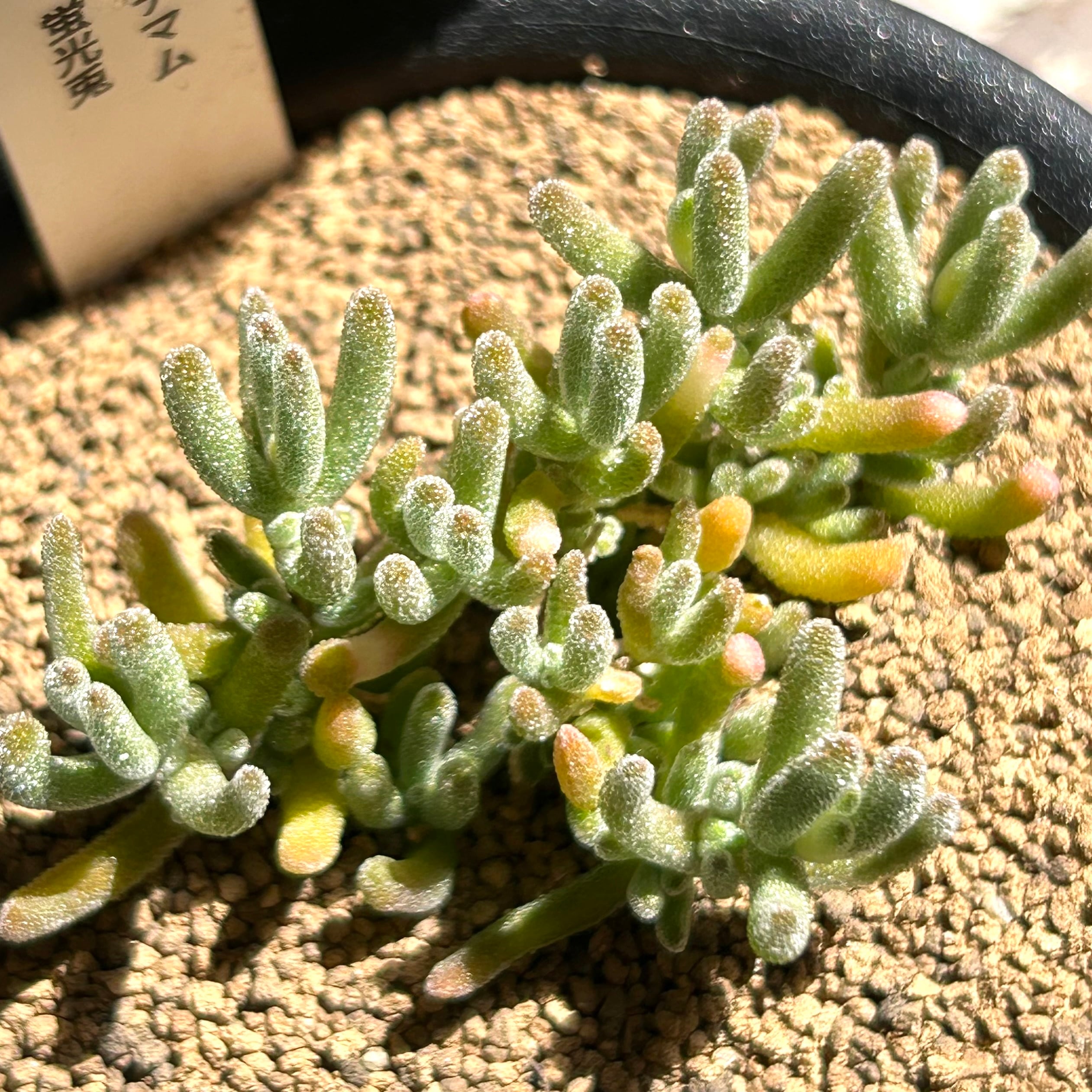 てんどん様　ご購入用　ドロサンテマム てんどん様 ご購入用 ドロサンテマム a77ca5b6167bb1f50838937c0913a5