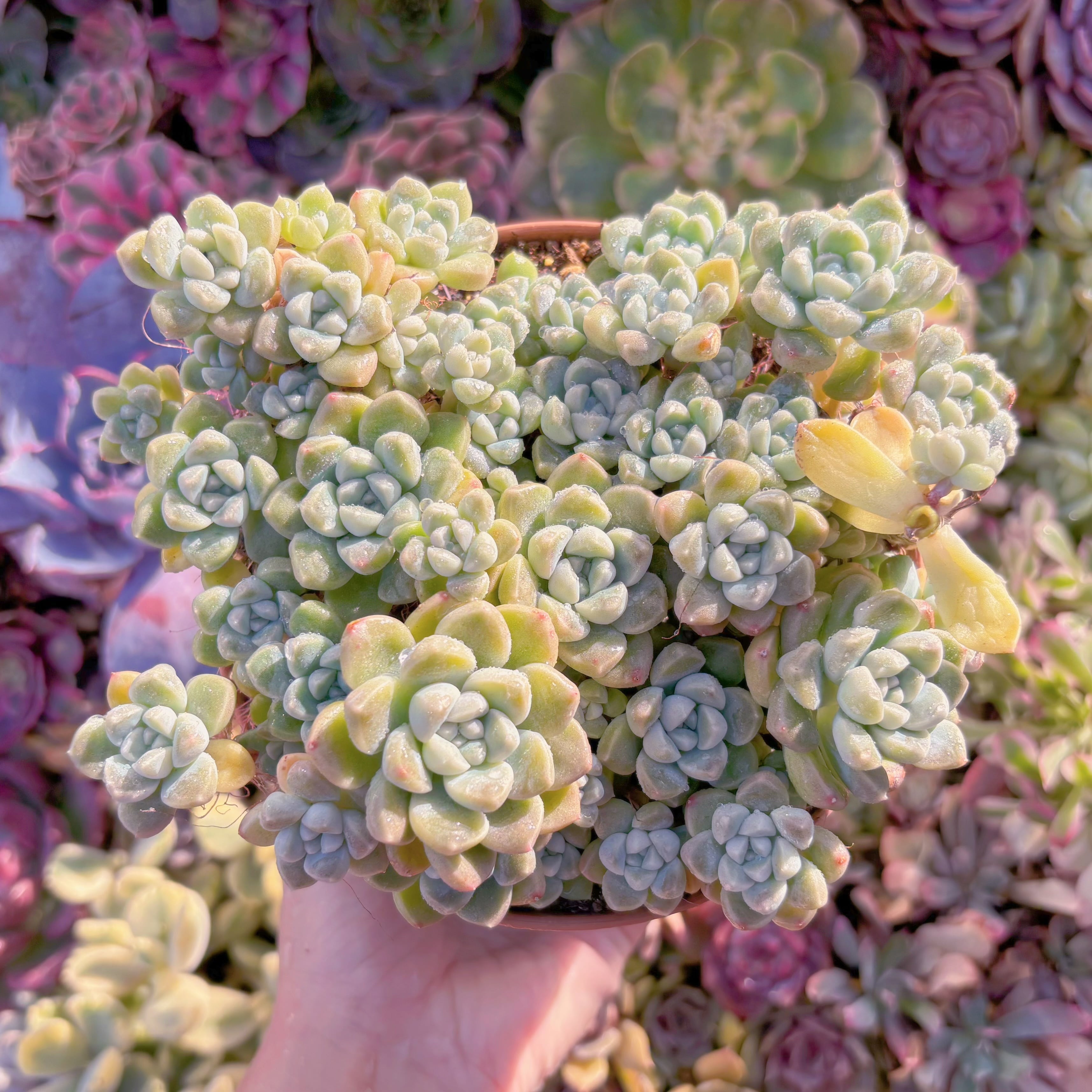 現品　新品種　蒼珠（そうしゅ）#F223　大群生　新入荷　るる農園