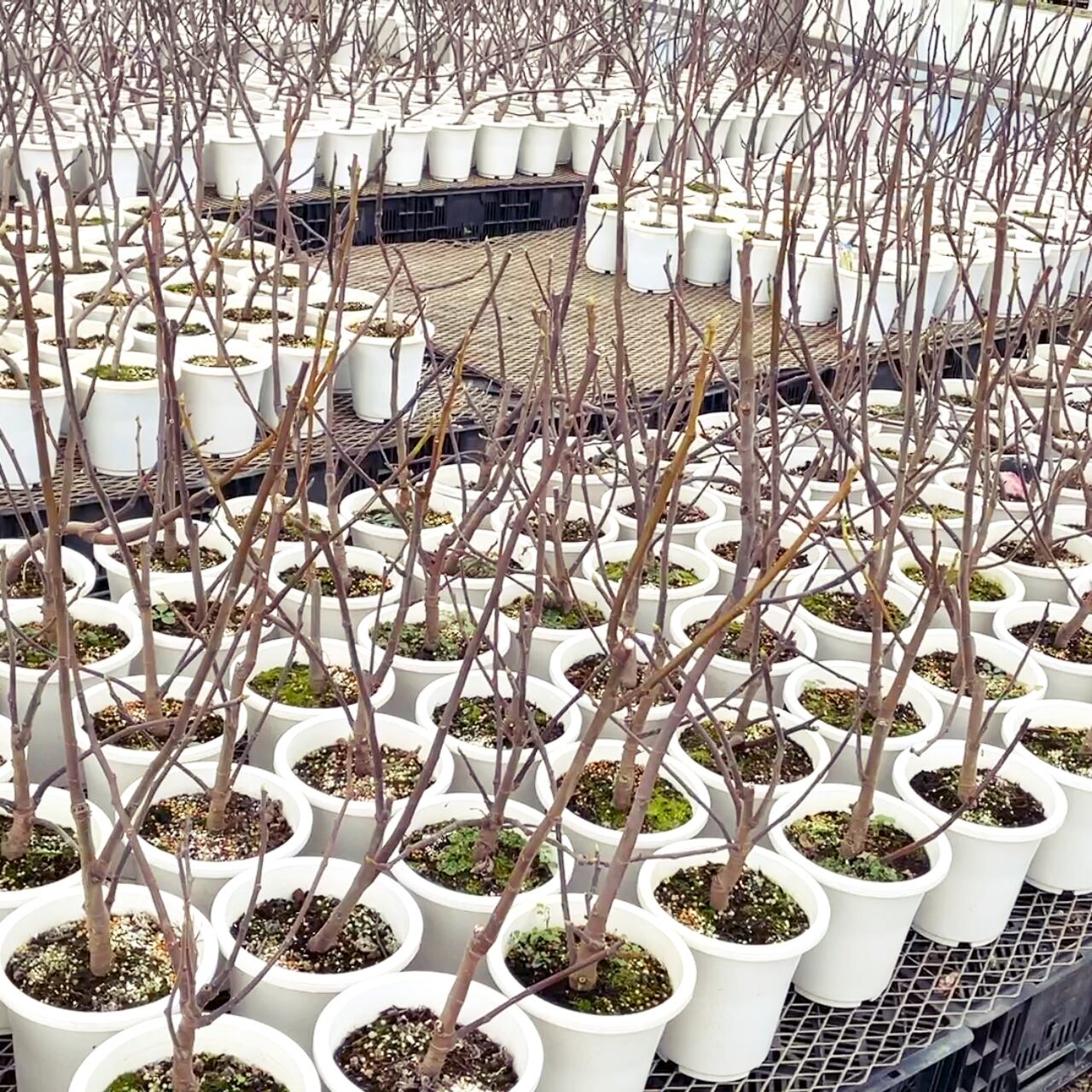 とうふイチジク苗セット とうふイチジク苗セット イチジクの苗 二株