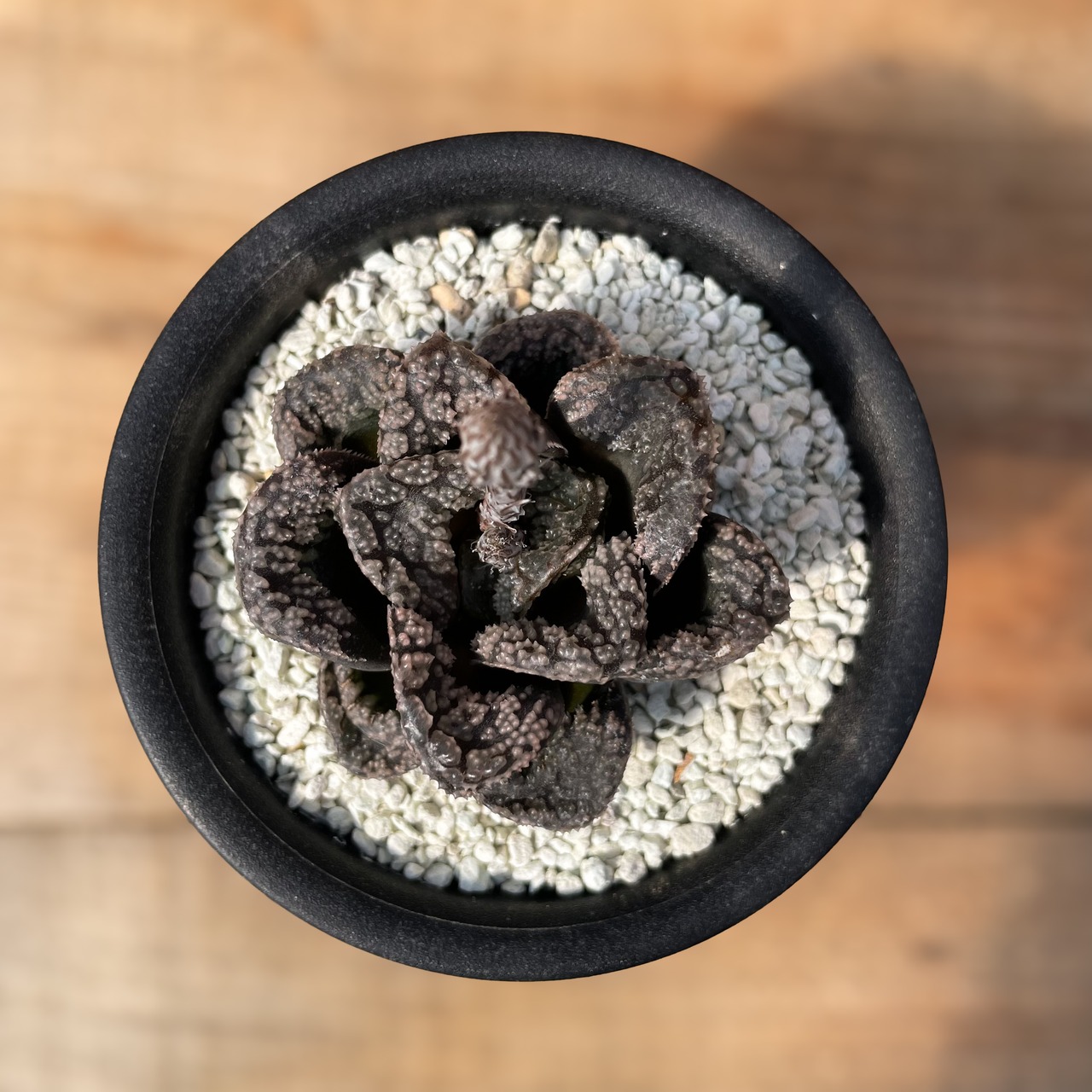 Haworthia 'Mordol'【ハオルチア・大型モルドール】