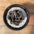 Haworthia 'Mordol'【ハオルチア・大型モルドール】