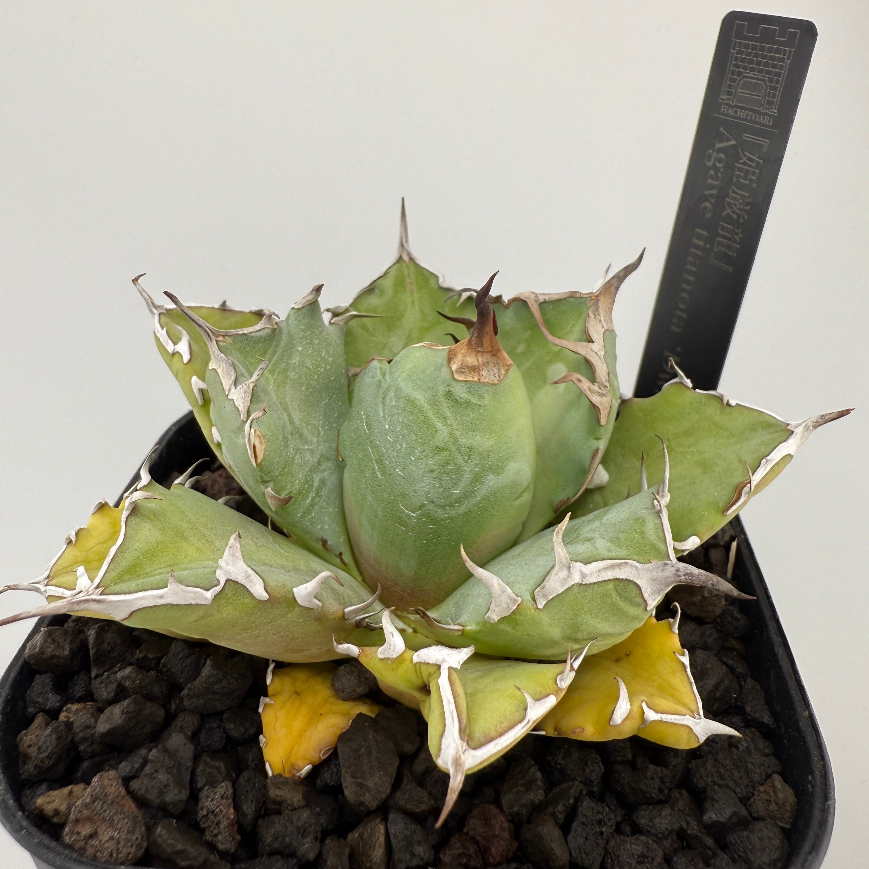 No.02 姫厳竜 Agave titanota