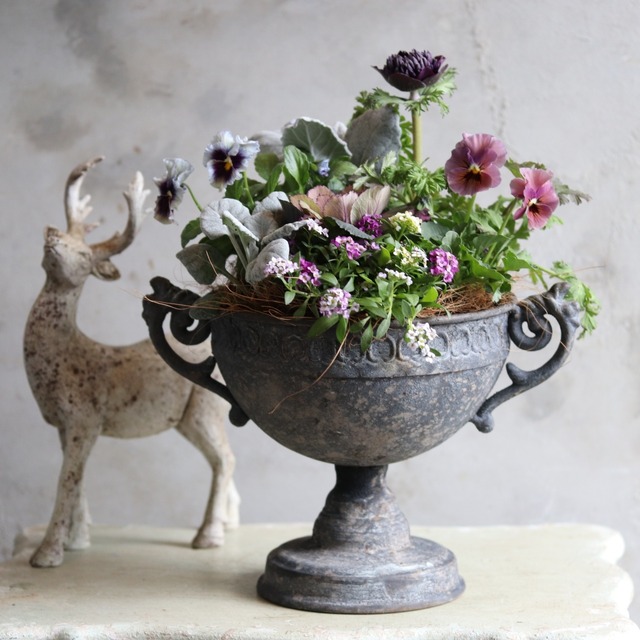 冬から春に楽しむ寄せ植え　アネモネファネモスのシックカラーのハンドカップの寄せ植え　お正月にオススメ　届いてすぐ玄関に飾れる 　プレゼントにもオススメ　