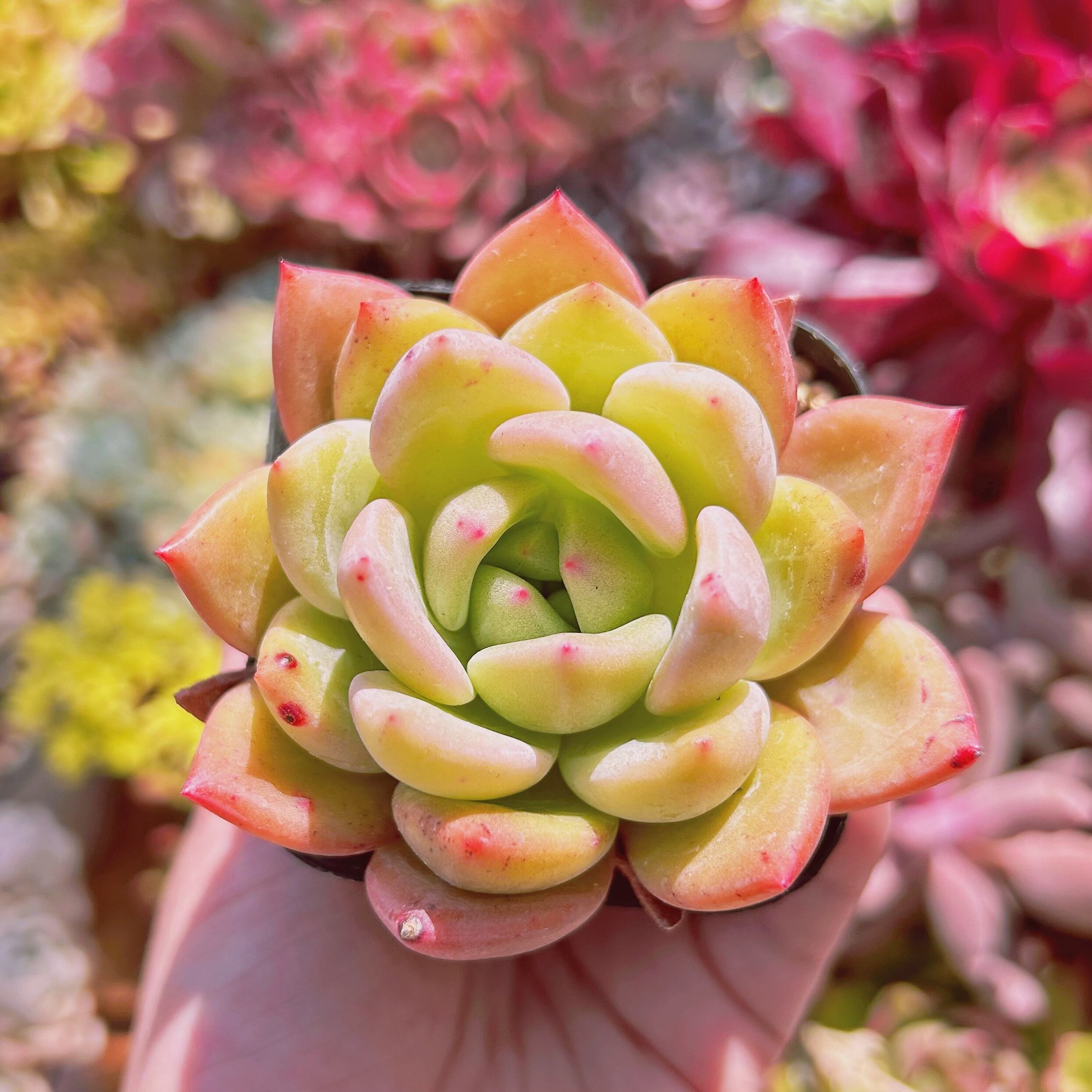 #011現物　多肉植物　シャンペーン　抜き苗