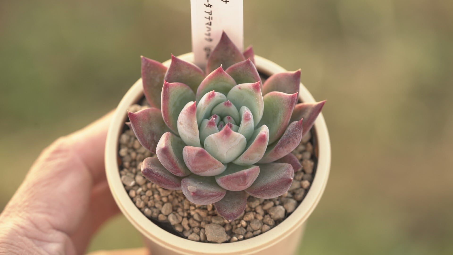 Aセット エケ苗3種セット | クアトロ