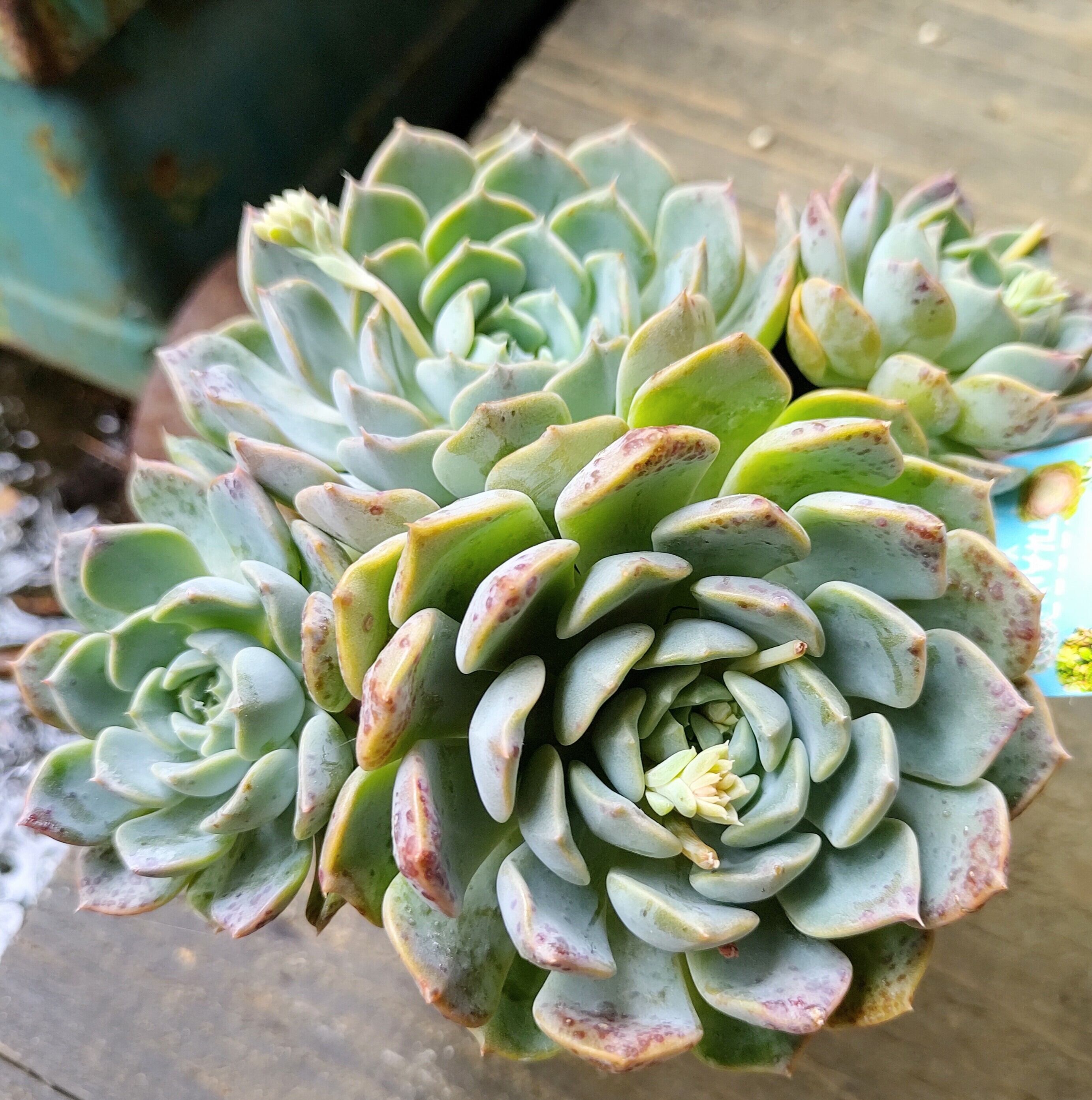 LaLa群生 | RuPo 多肉植物専門店