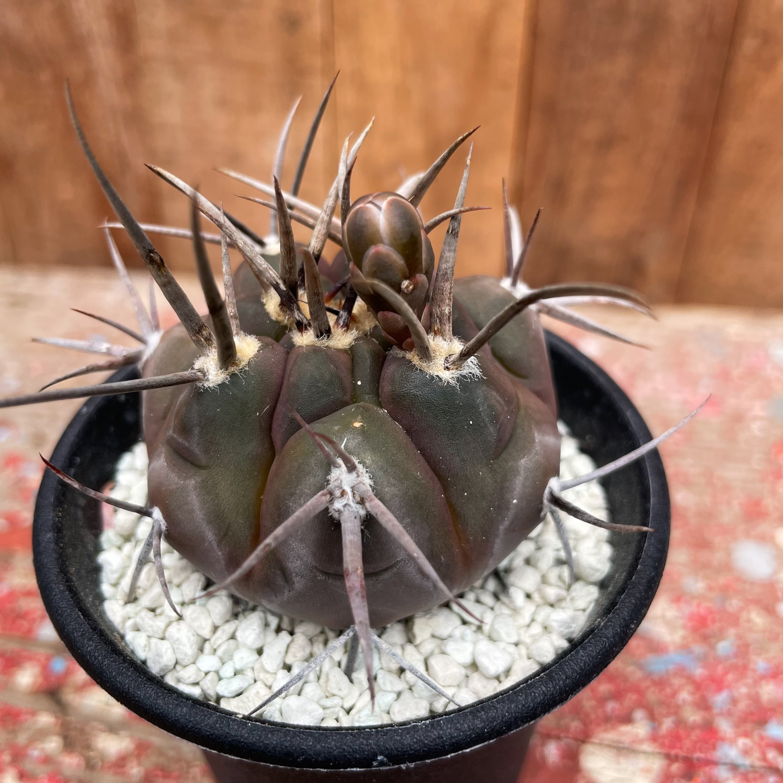 特選 種子30粒 守金魔天竜 短刺×ロウソク ギムノカリキウム サボテン