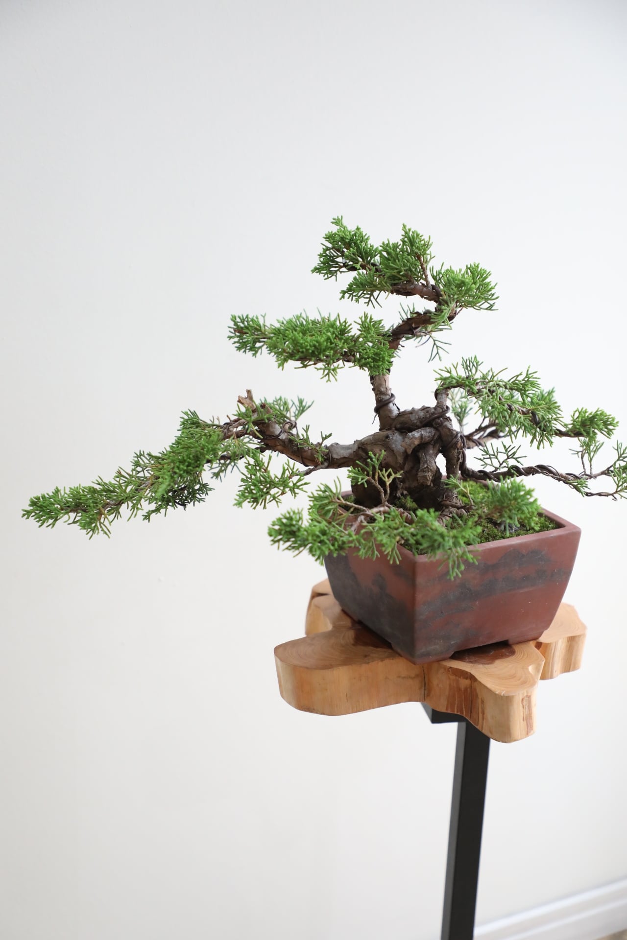 M】糸魚川真柏 盆栽 ※推定樹齢40年/Juniper Shimpaku | 【厳選植物・器