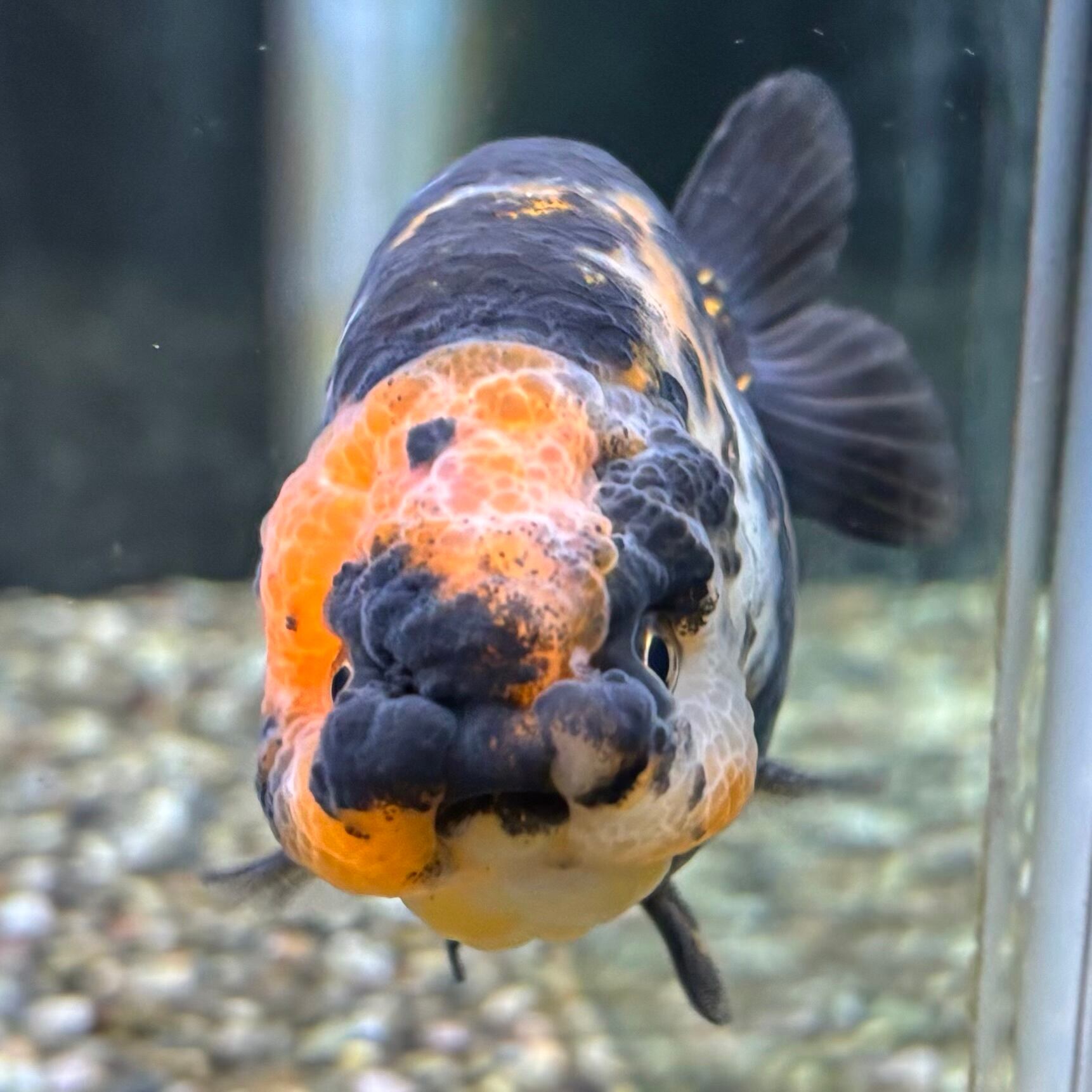 ☆金魚屋龍航☆ラスト一匹特大江戸錦18センチ 金魚の