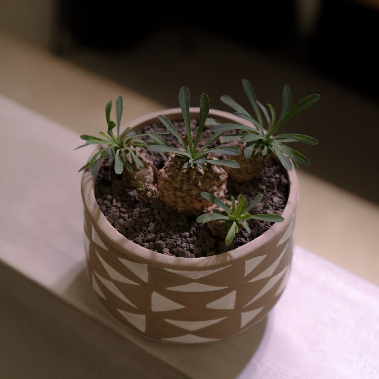 Euphorbia Gabizantekkou ユーフォルビア 峨眉山鉄甲 Greenbomb