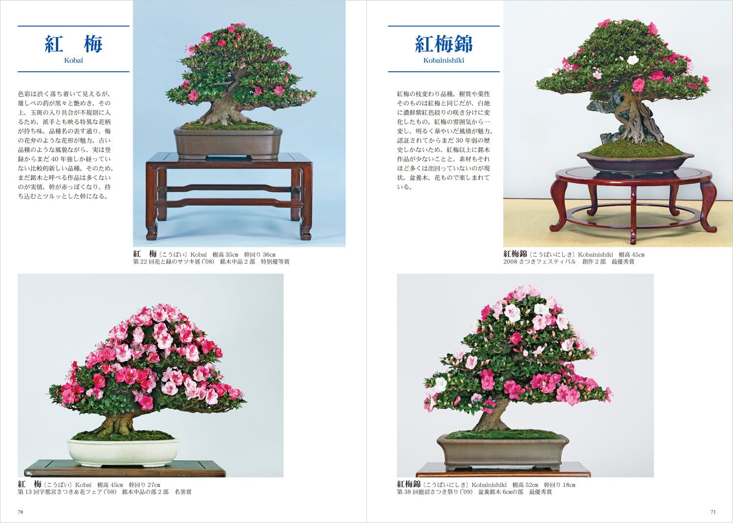 現代皐月盆栽銘品集 栃の葉書房