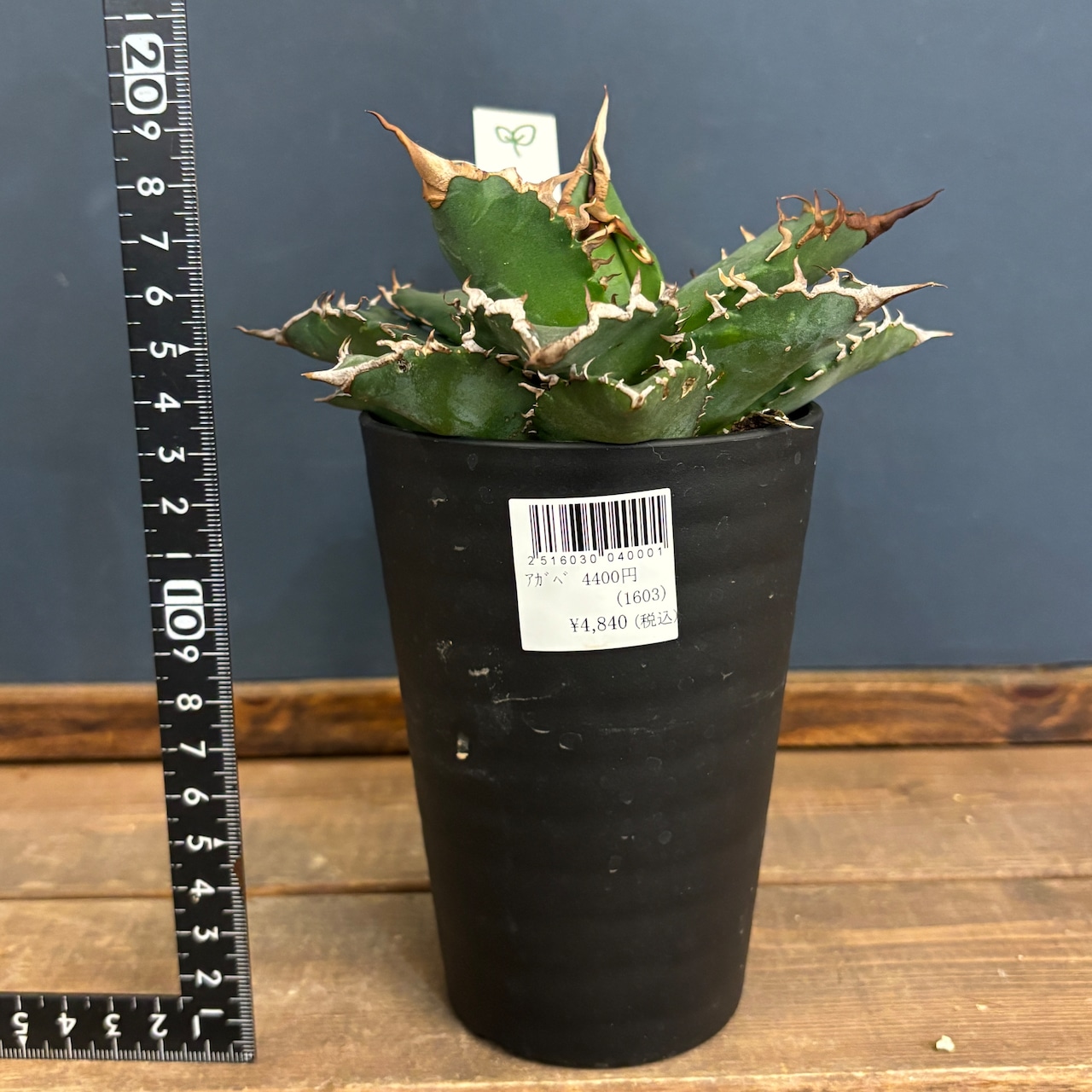 アガベ チタノタ 福建白鯨(狂刺夕映)【150】