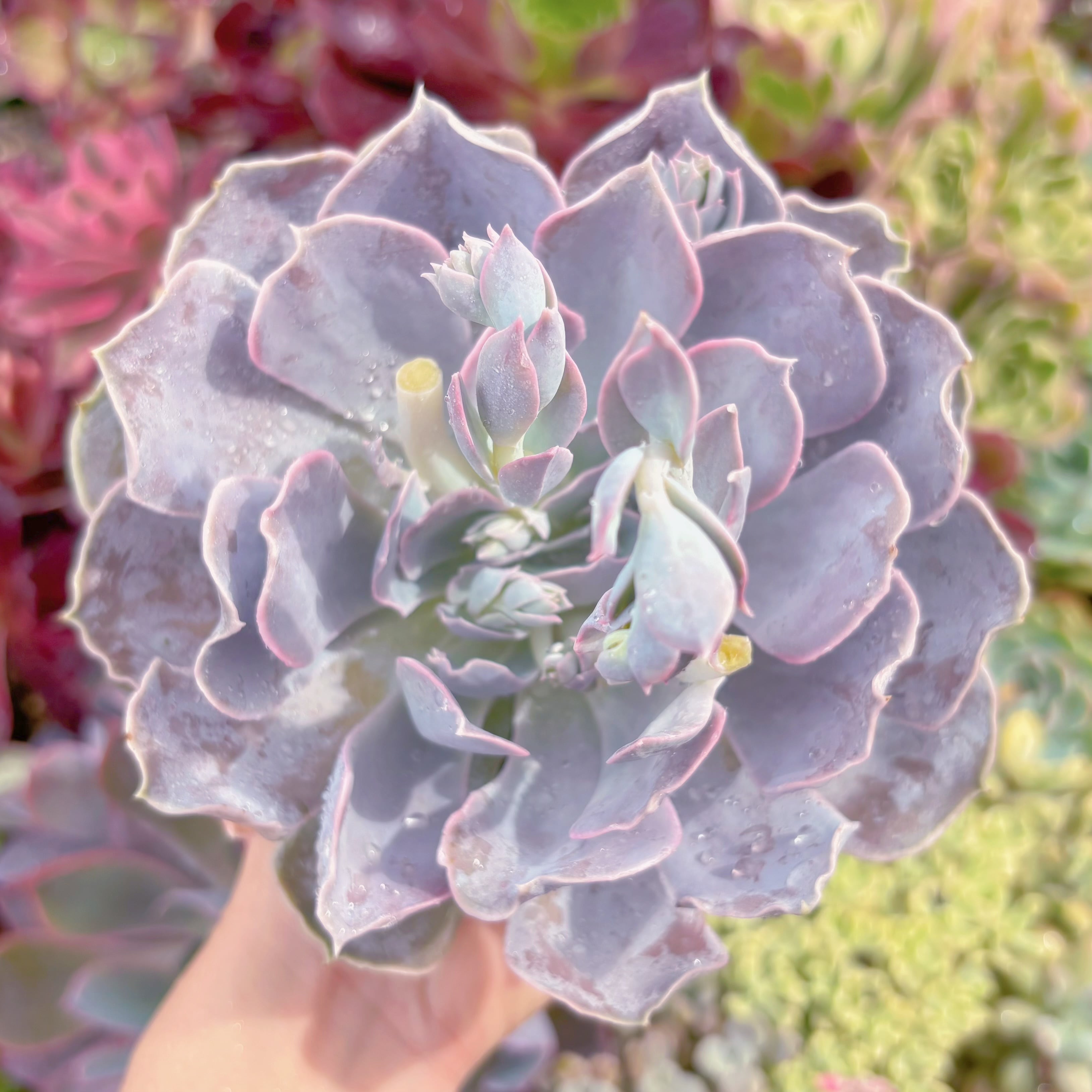 現品　ルンヨニー サンカルロス#B65　大苗　るる農園