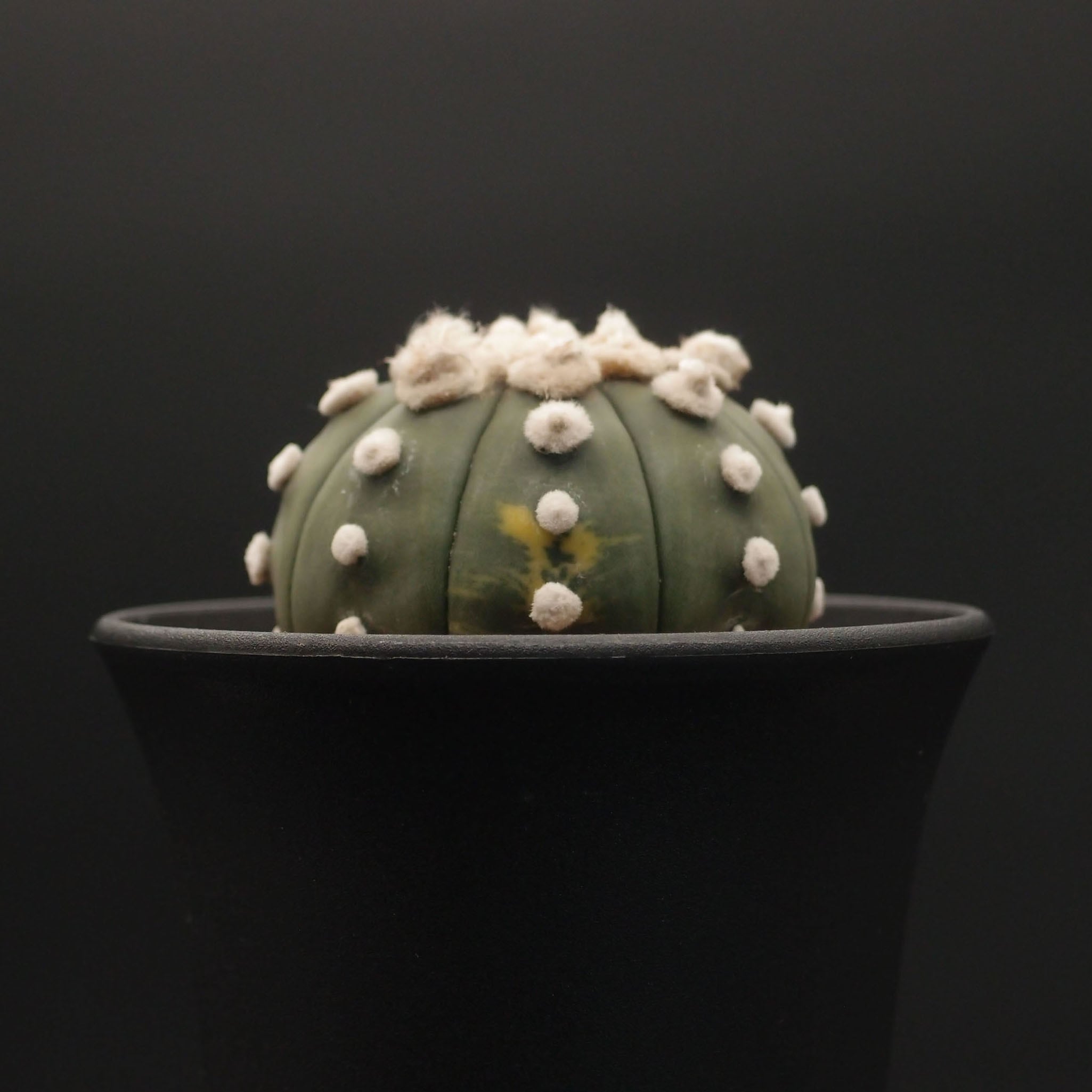 特大　大疣兜丸　ヒトデタイプ （全幅13.6cm）自家繁殖苗　アストロフィツム 特大 大疣兜丸 ヒトデタイプ （全幅13.6cm）自家繁殖苗 アストロフィツム