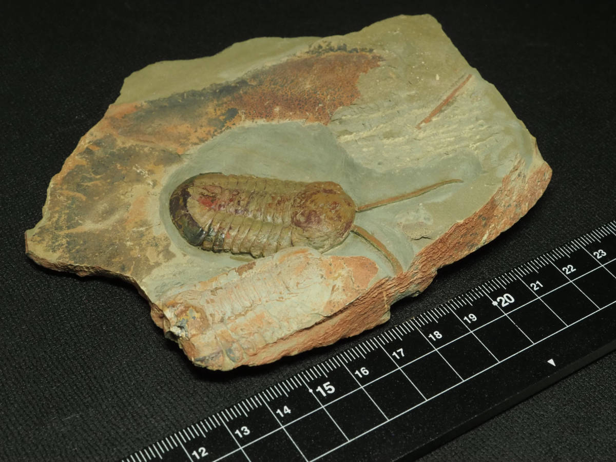 触覚！極上保存！三葉虫【Symphysurus palpebrosus】【214 g】モロッコ