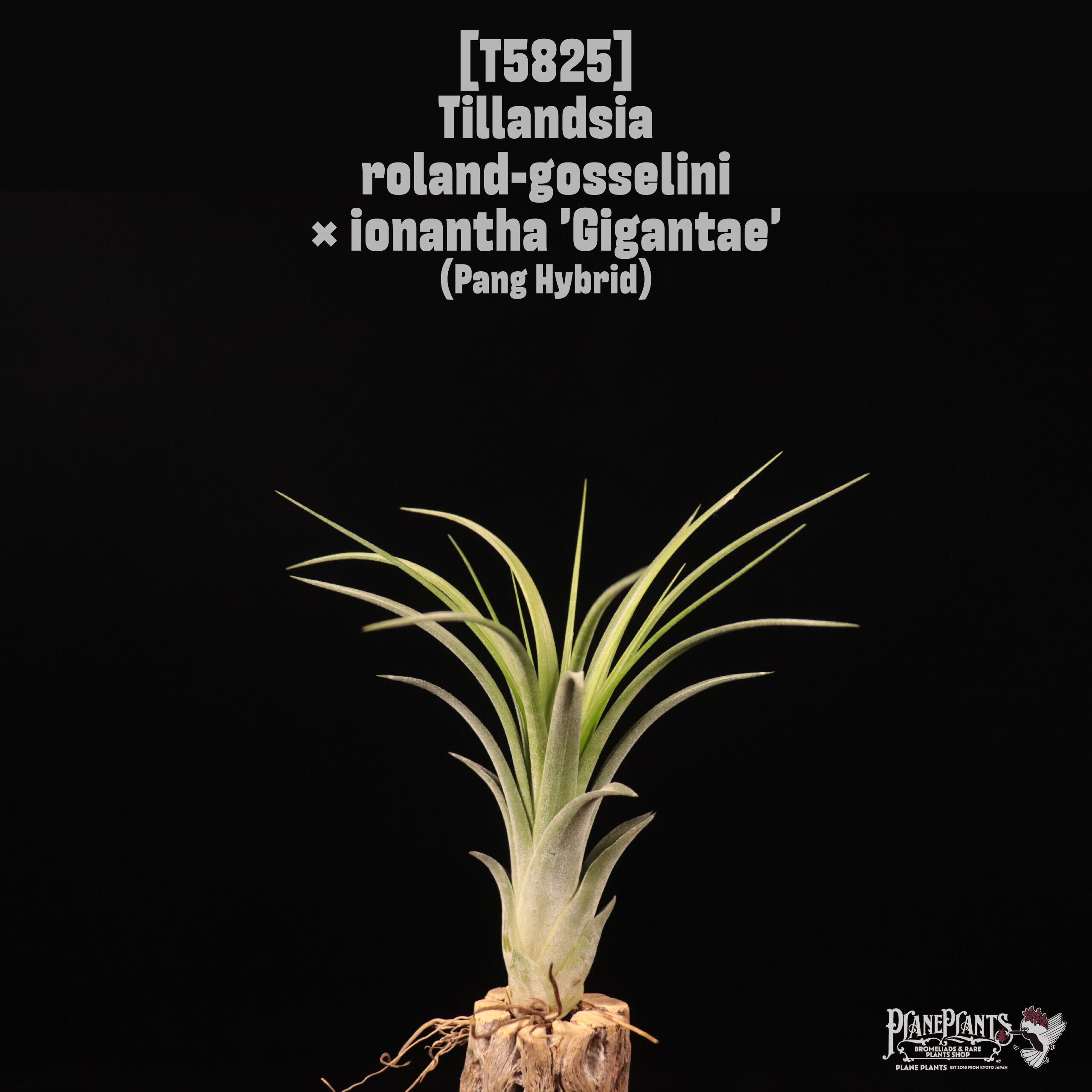 送料無料】ionantha 'Ron'(子株付き)〔エアプランツ〕現品発送T1380