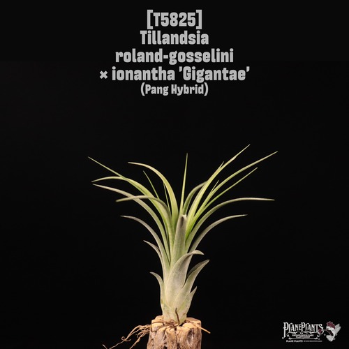 [reserved] Tillandsia roland-gosselini x ionantha 'Gigantae'〔ティランジア〕T5825