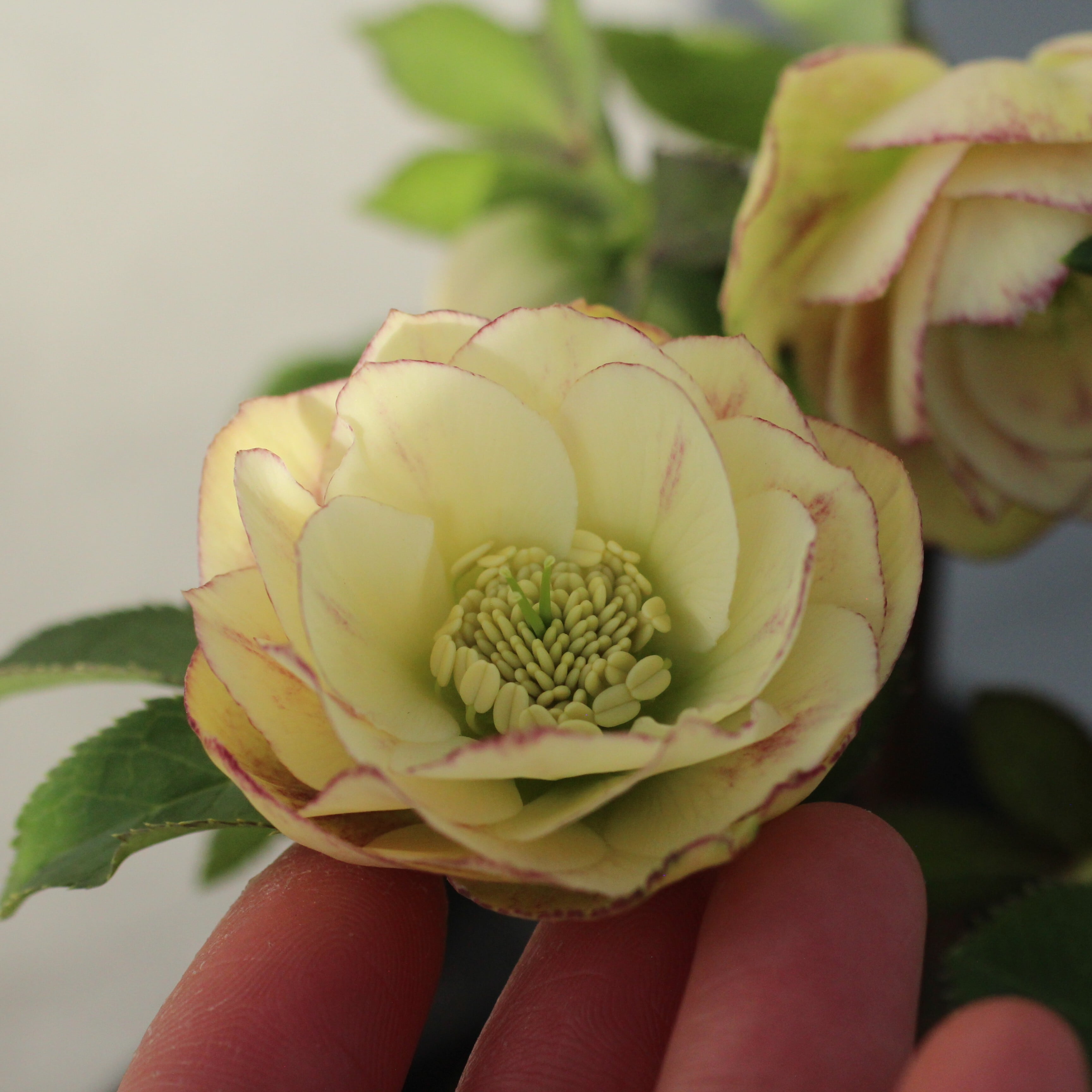 WS26-083 クリスマスローズ ウィンターシンフォニー イエローふんわり