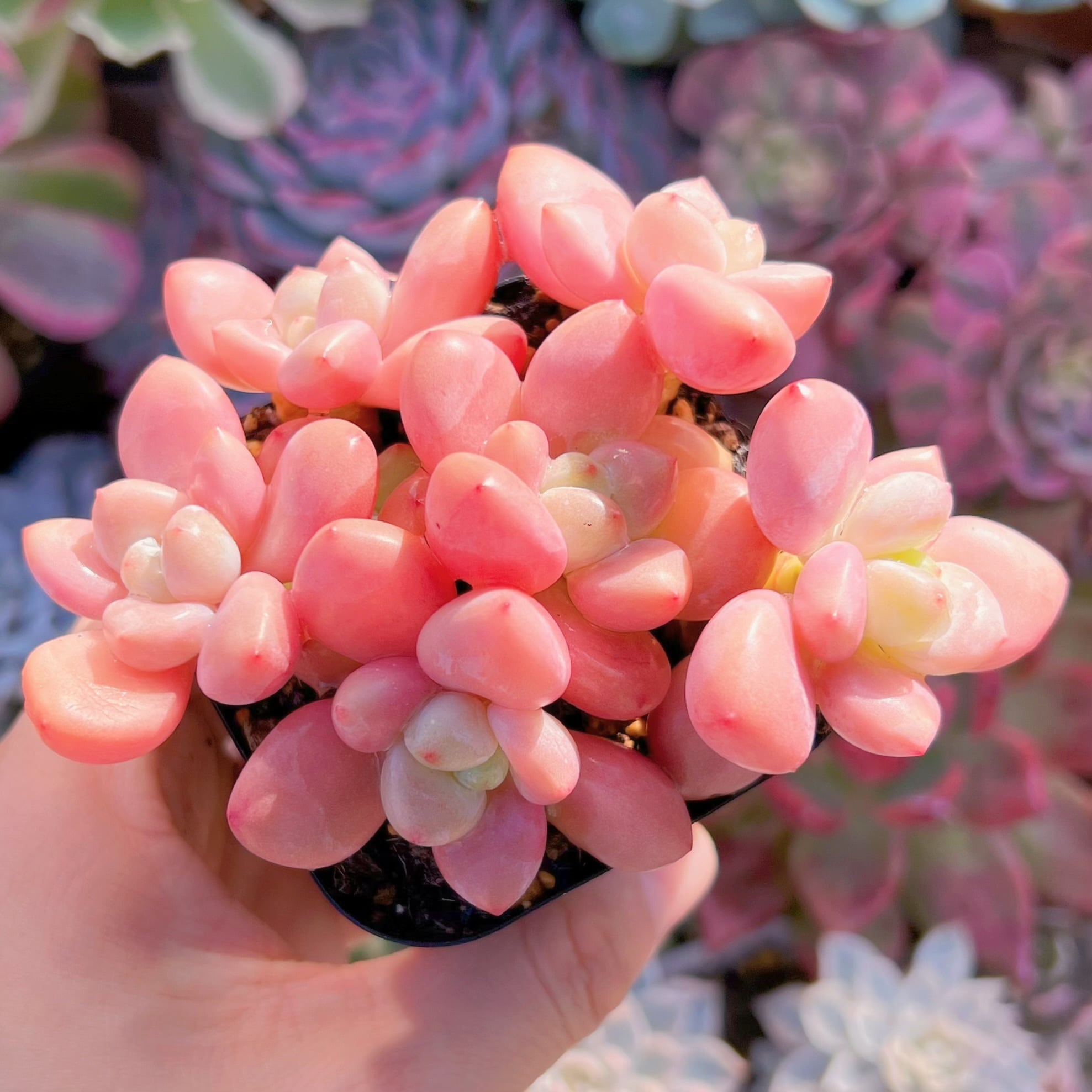 現品　マカロン#709　群生　るる農園