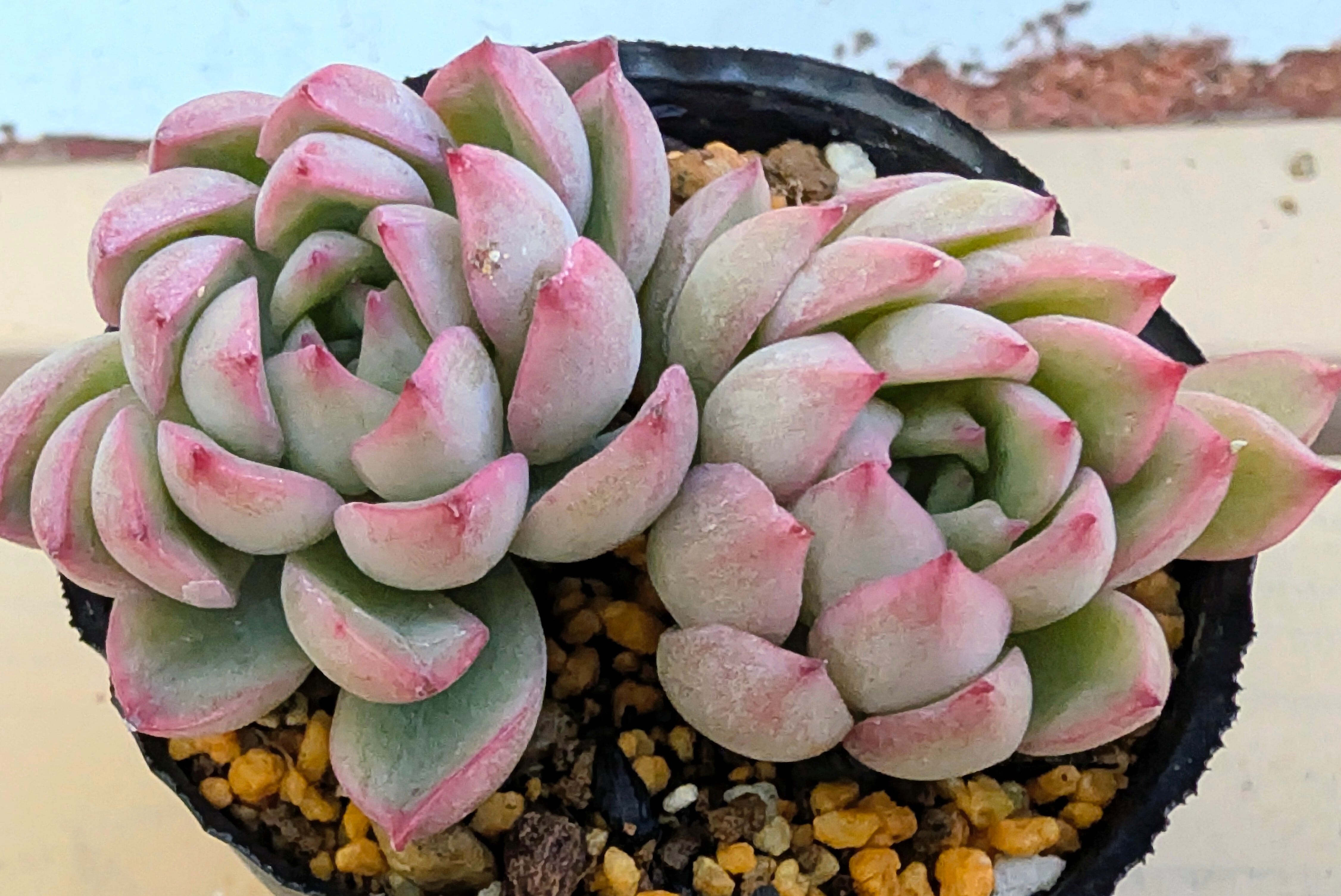 アガベ ピクシー錦 ティンカーベル | Pay ID