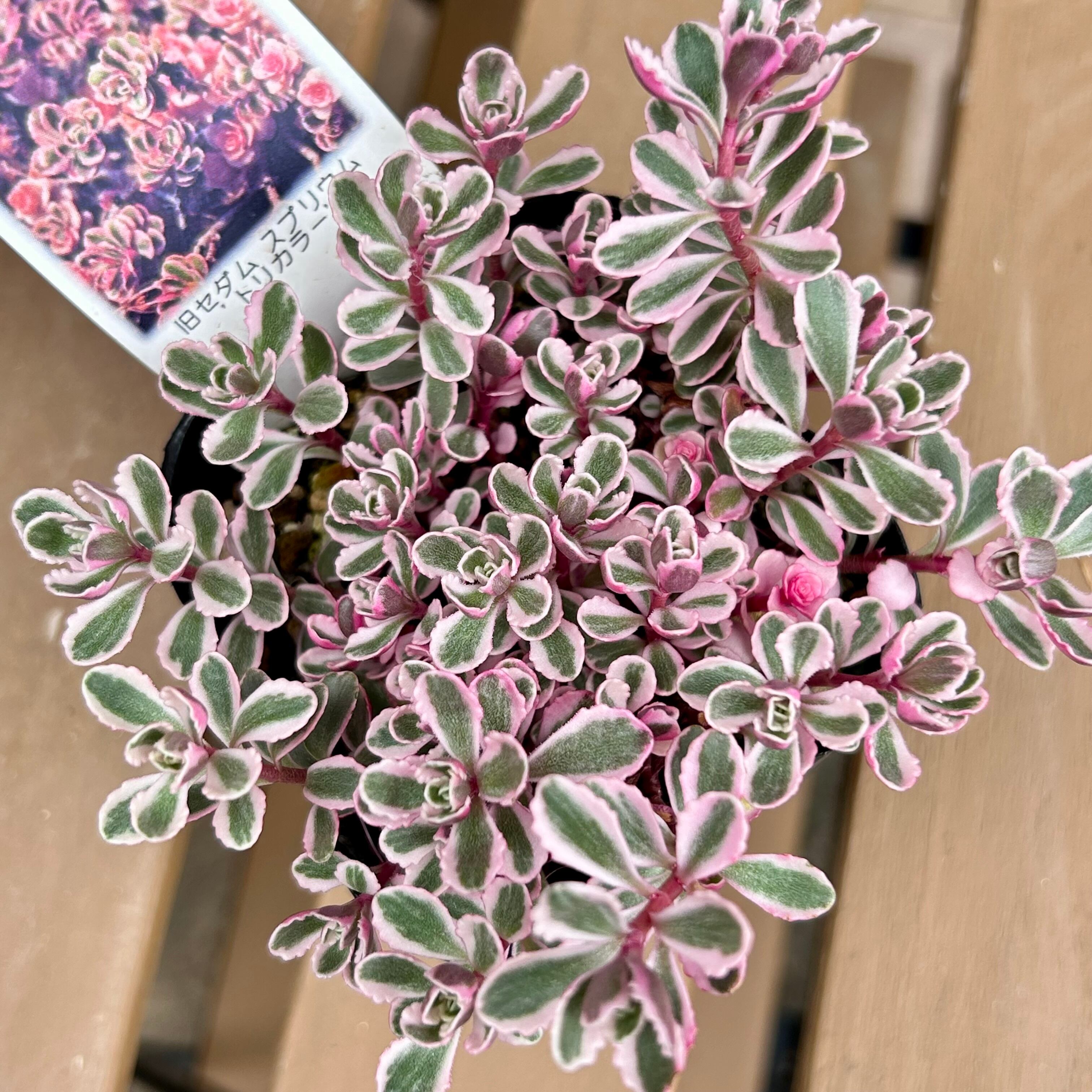 トリカラー セダム | RuPo 多肉植物専門店