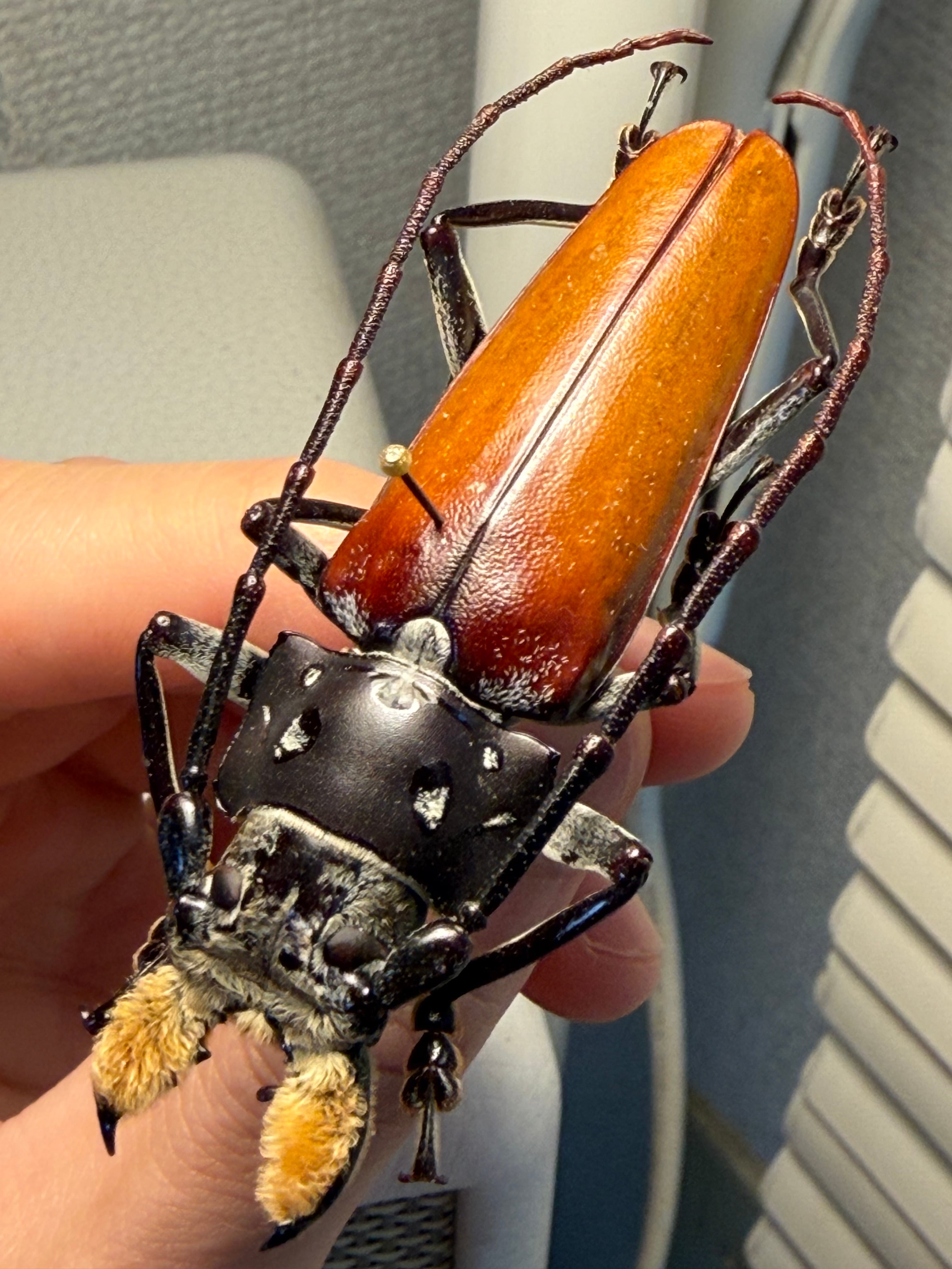 66mm】顎が剛毛なアラゲオオウスバカミキリ 甲虫昆虫標本タランチュラ