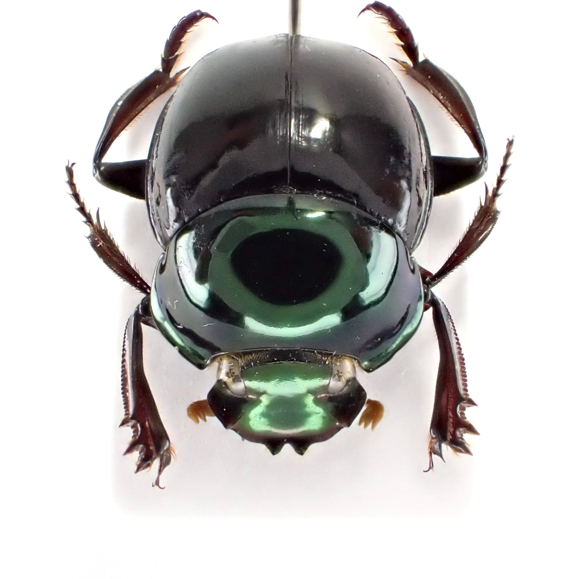 フランス領ギアナ産 Canthon bicolor 1ex 14mm | 昆虫標本 Diggers