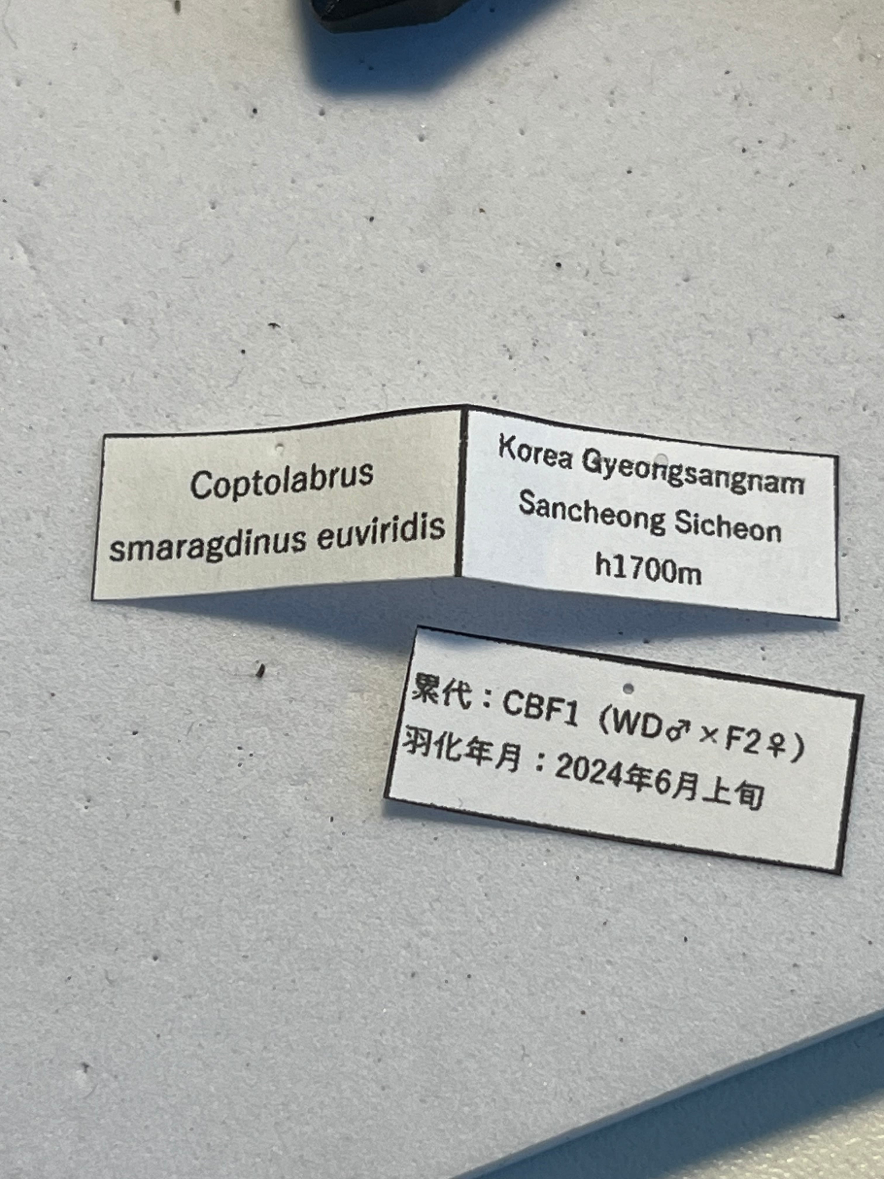 極美個体】アオカブリモドキ オサムシ標本 オサムシ マイマイカブリ