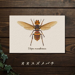 【みなみあすか】虫の翅立体カード　オオスズメバチ