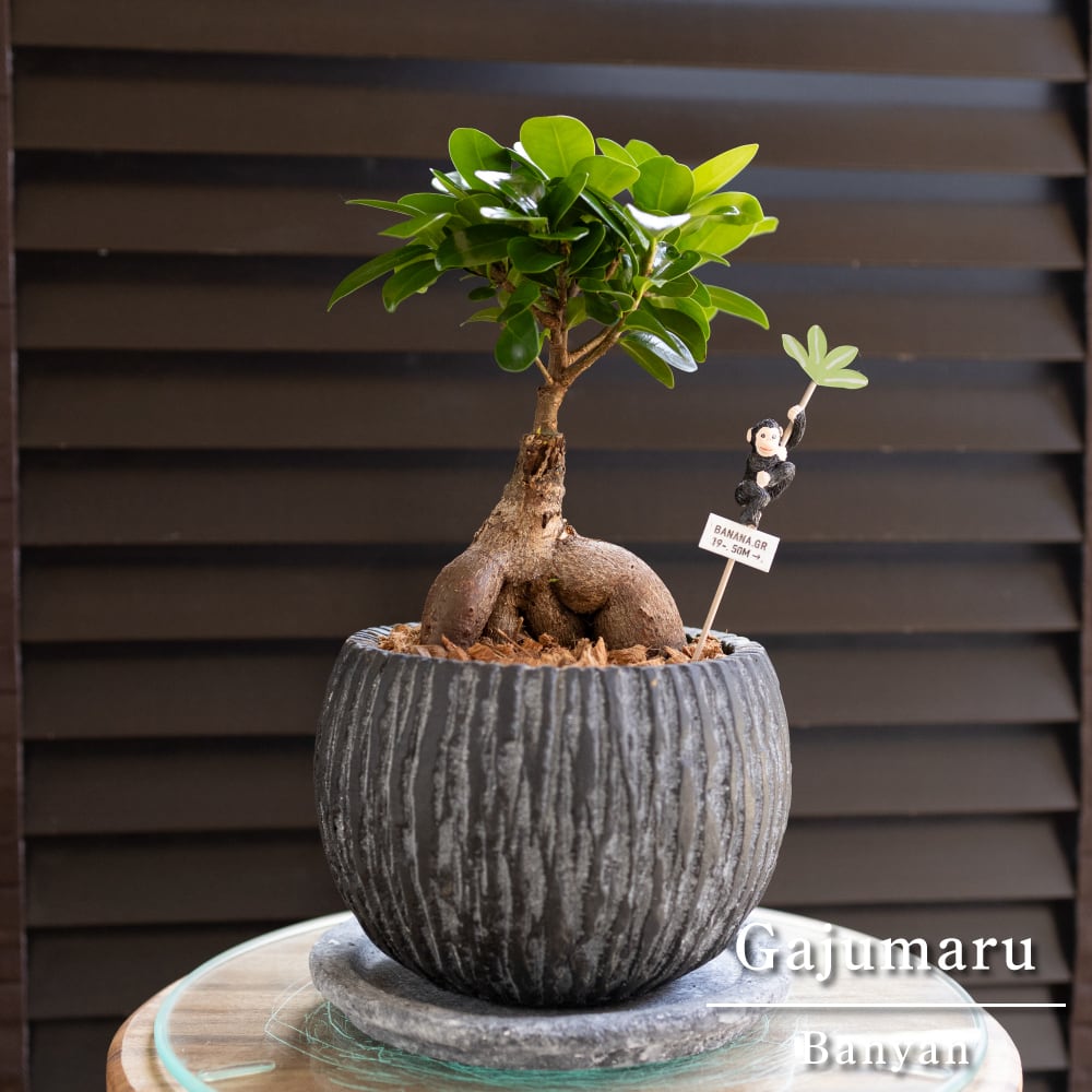 運気UP ガジュマルの木 5号 陶器鉢 ピック付 観葉植物 ガジュマル 多幸