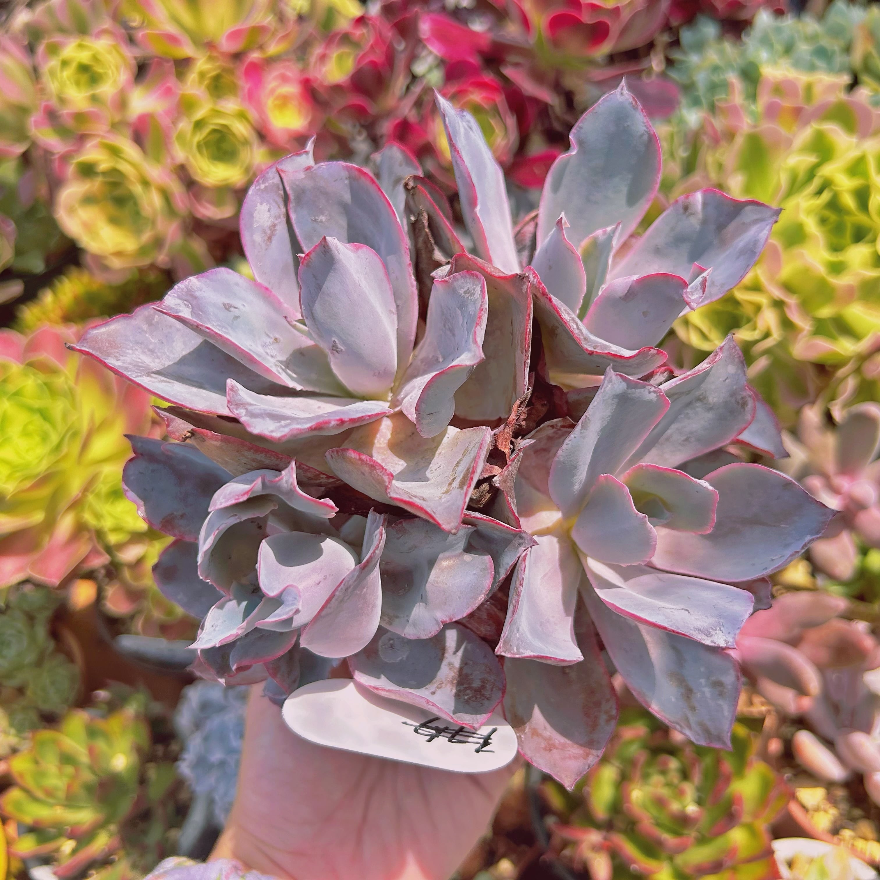 #2027現物　多肉植物　アフターグロー　特大