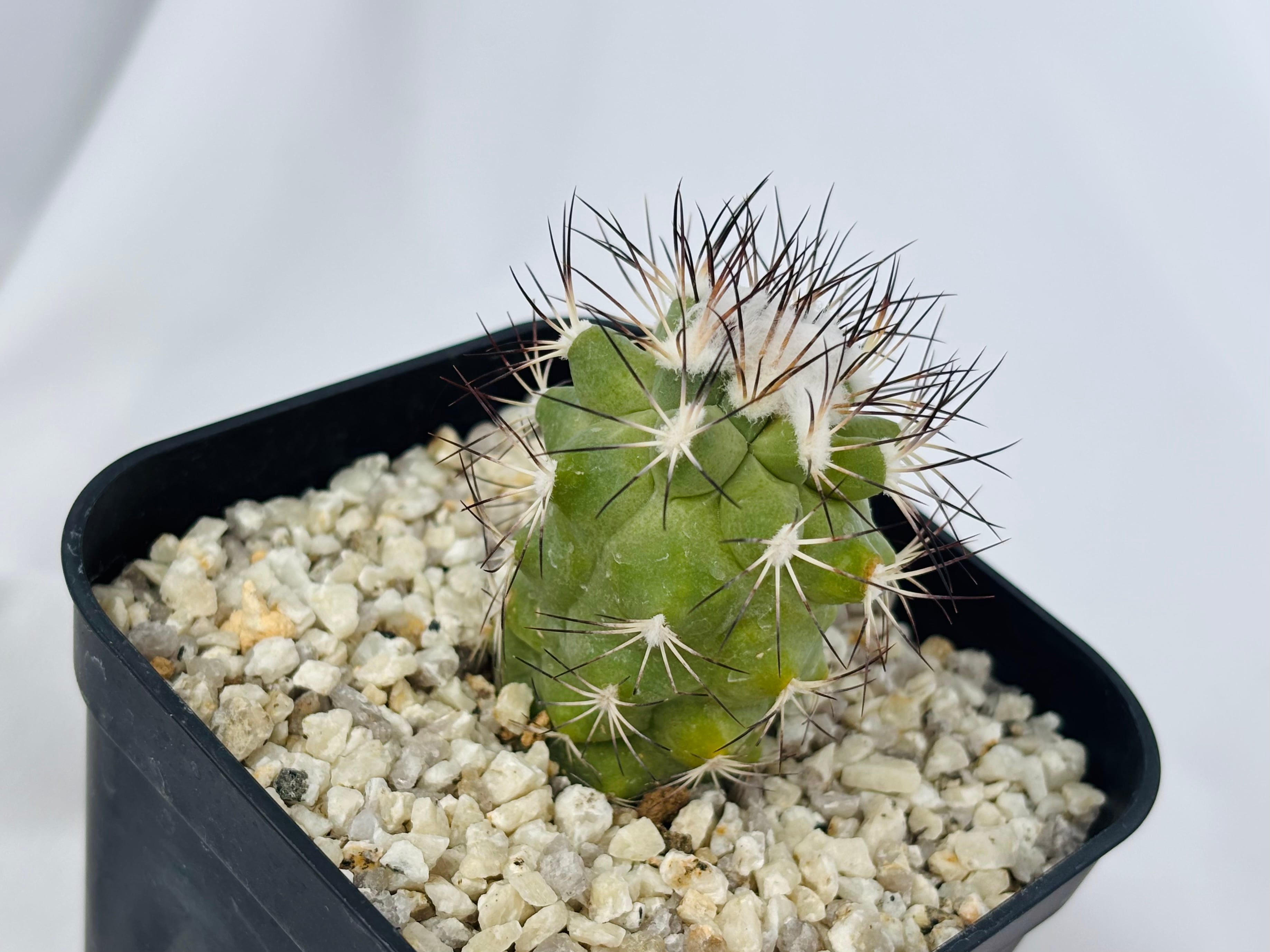 Gymnocactus gielsdorfianus ギムノカクタス 黒槍丸 サボテン | plants