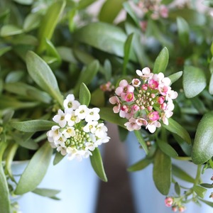 アリッサム　アプリコット　小さなお花　横にひろがる　