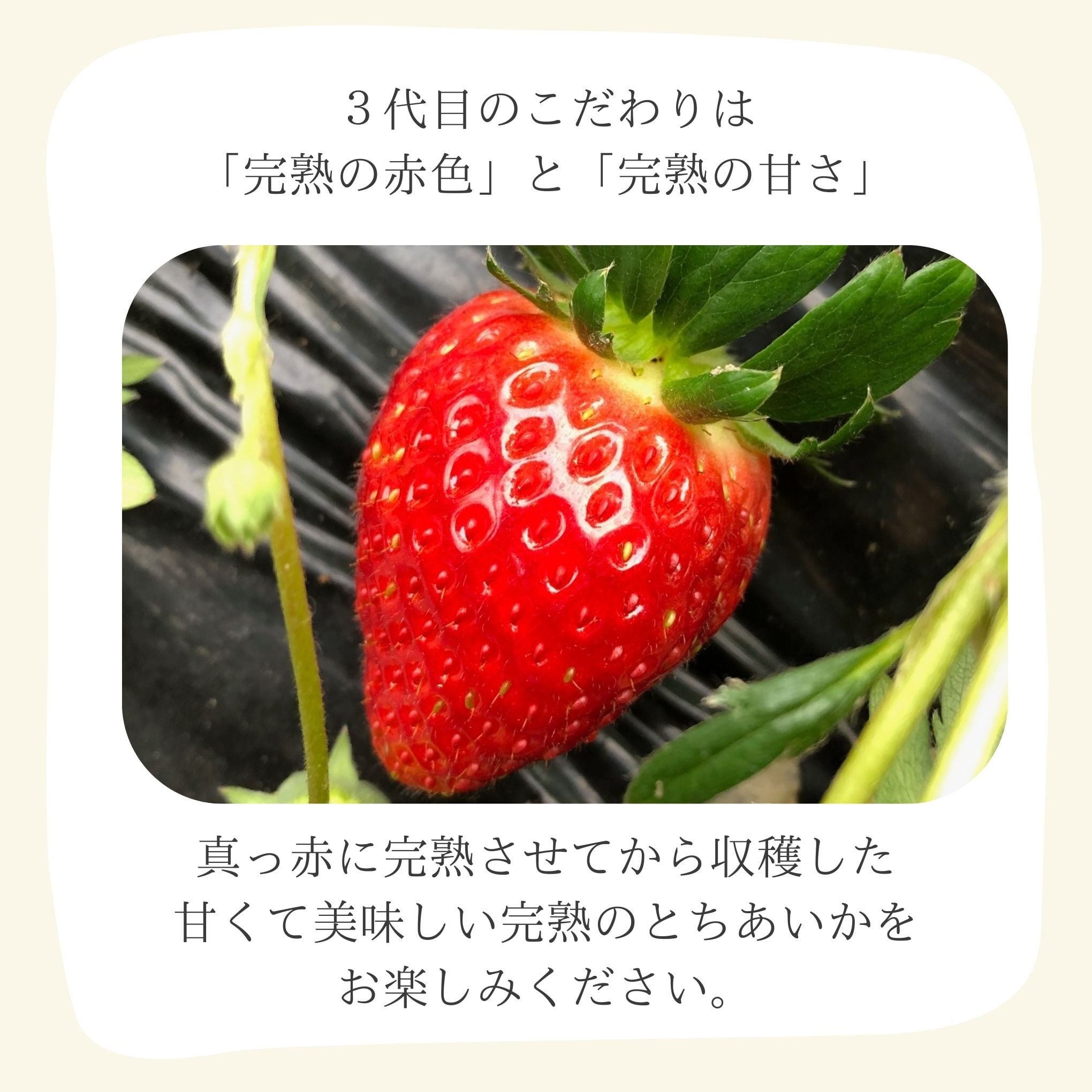 とちあいか（平積み2パック）1箱 | 板子いちご園｜産直通販「あるよ