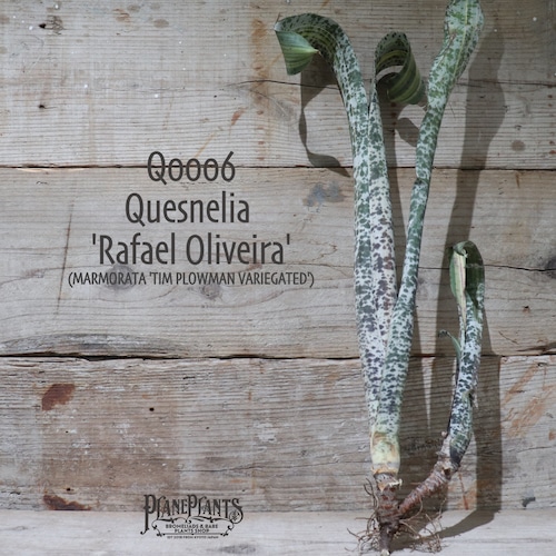 【送料無料】Quesnelia 'Rafael Oliveira'《ベアルート株》〔ケスネリア〕現品発送Q0006