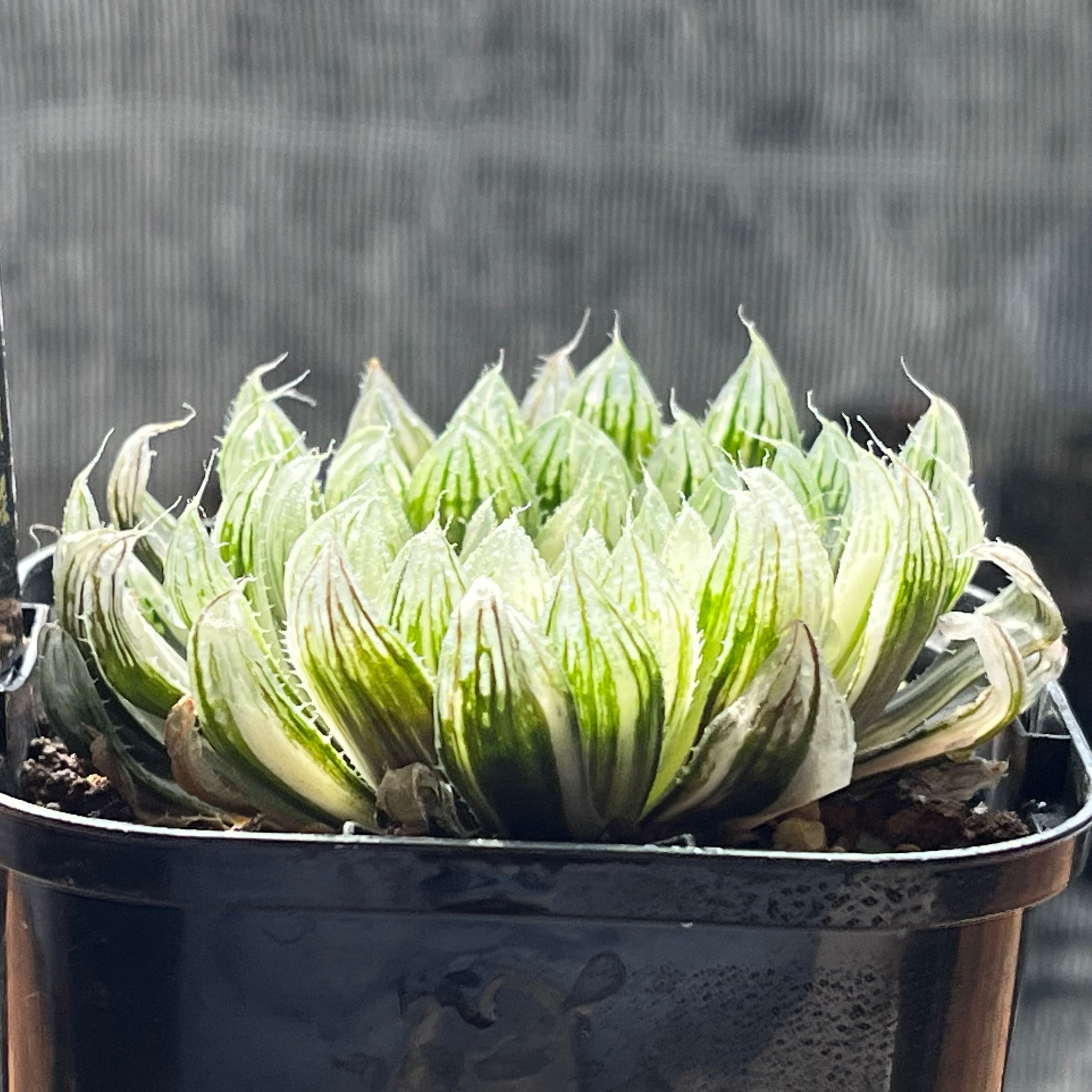 ハオルチア 花胡蝶 オブツーサ錦 | mocono_plants