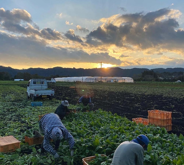 有機栽培発祥の地 綾町のとれたて野菜セット※販売終了いたしました※