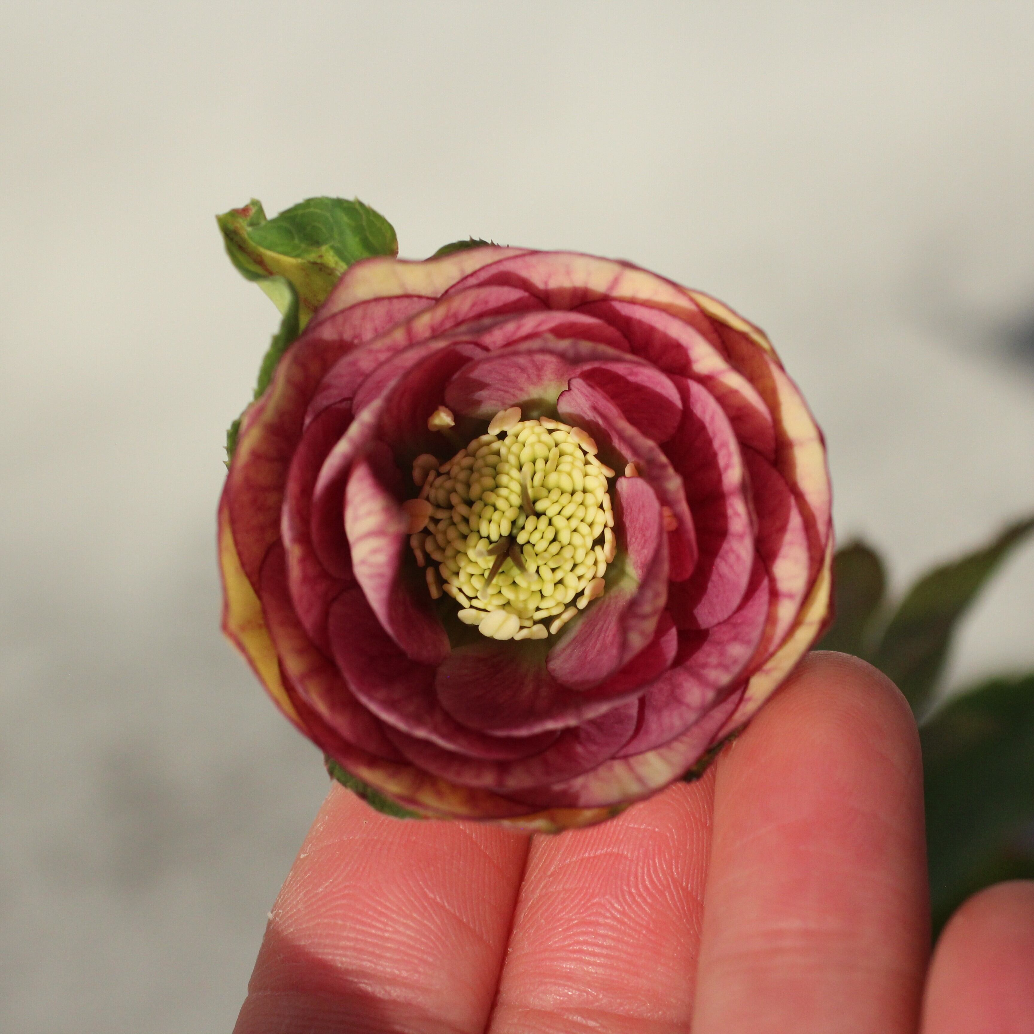 WS26-082 クリスマスローズ ウィンターシンフォニー イエロークレオン