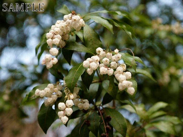 八坂神社　馬酔木 　JPEG
