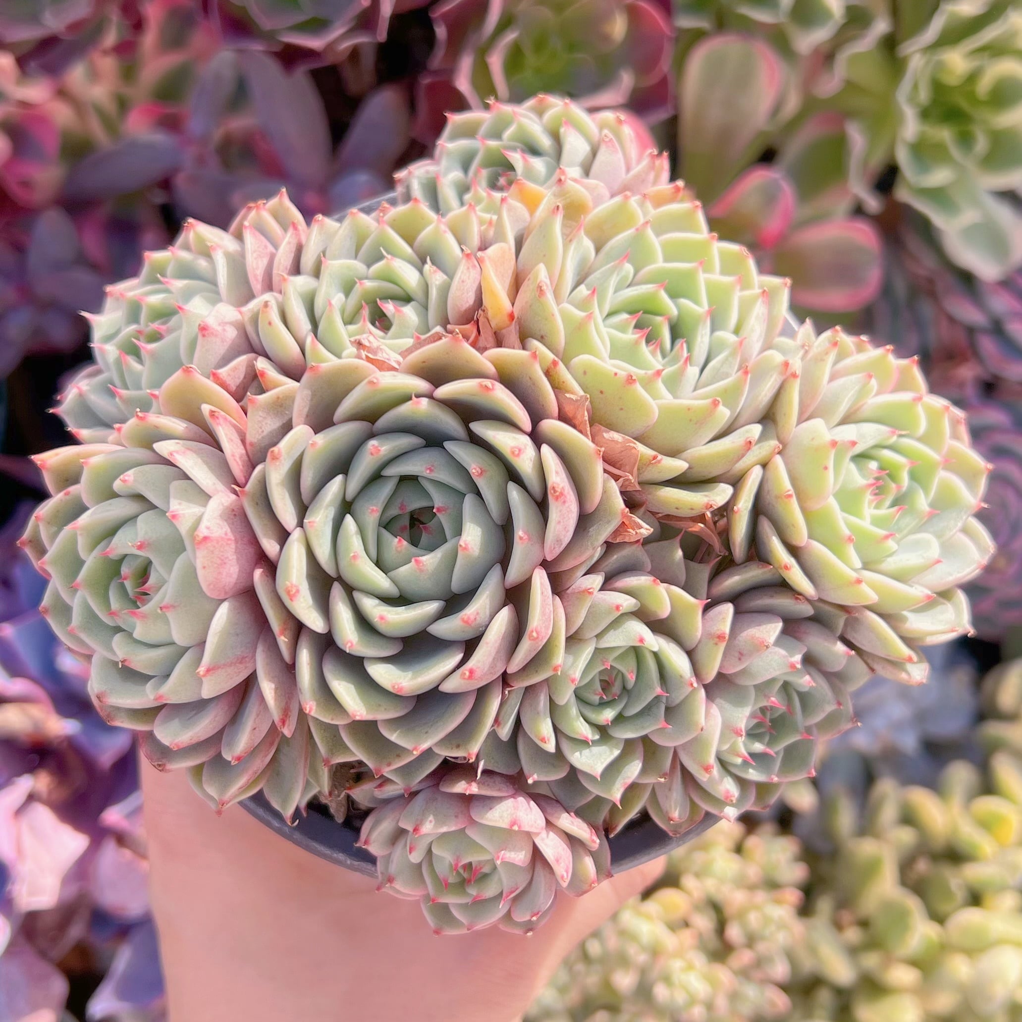 現品　ベンバディス#292   大群生14cm苗　新入荷