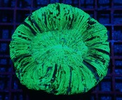 【現地買付】Trachyphyllia geofroy From Makassar
