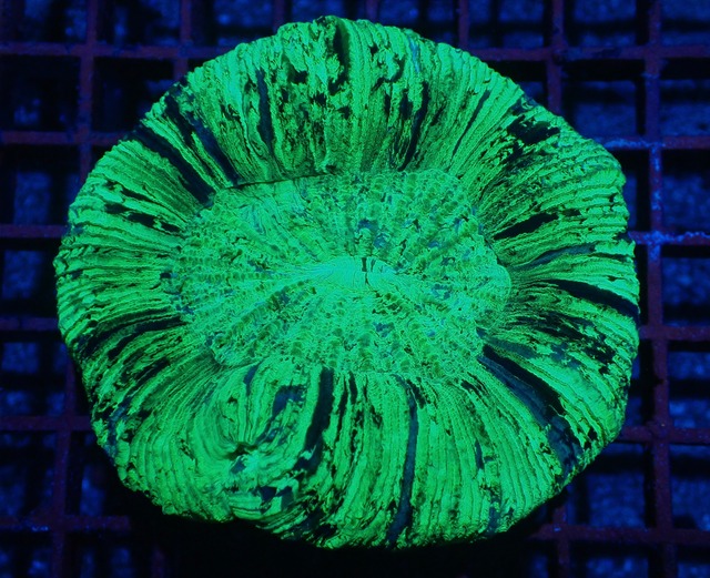 【現地買付】Trachyphyllia geofroy From Makassar