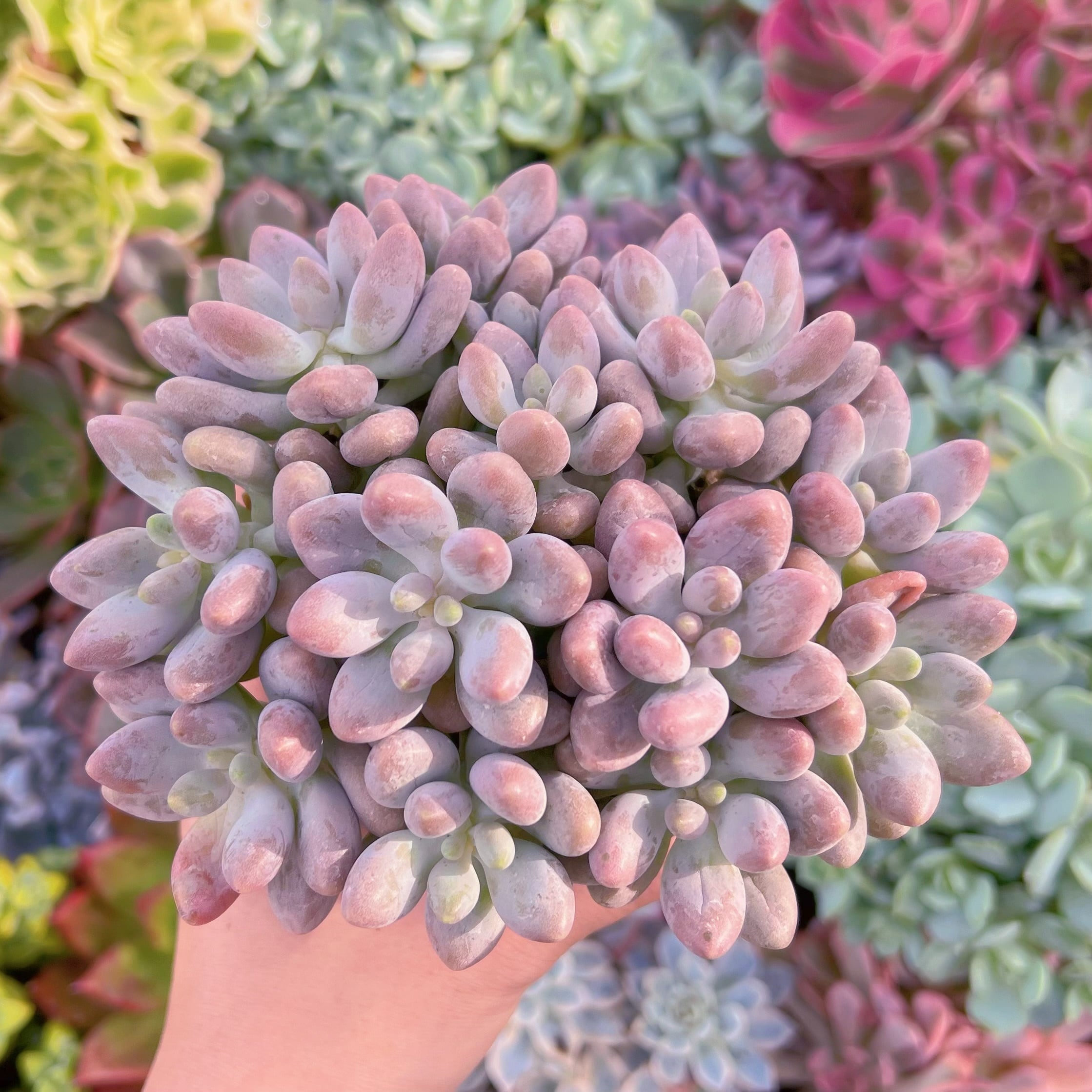 現物　白い恋人#668  るる農園