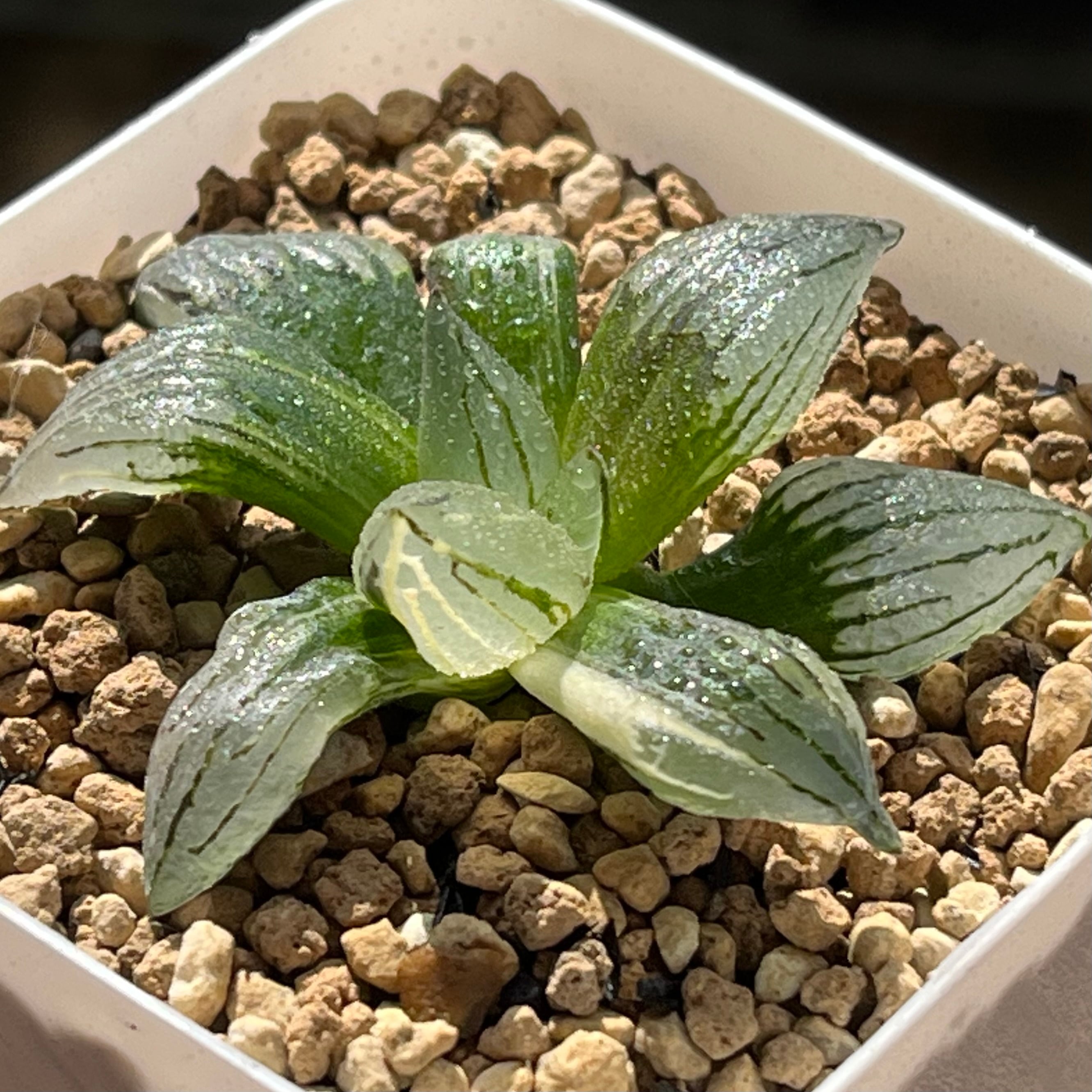 ハオルチア B型コンプトミュータント錦① | mocono_plants